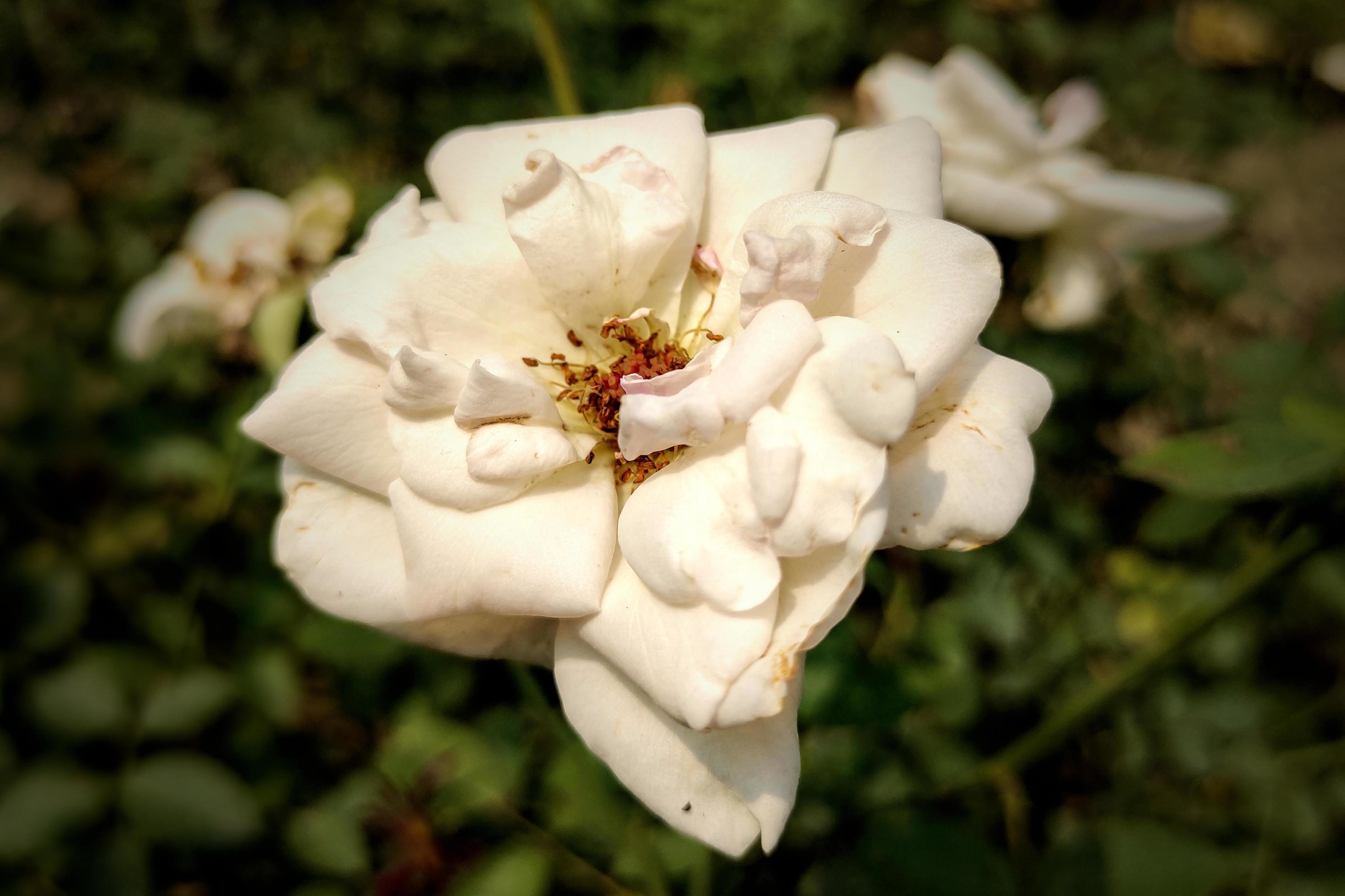 White Rose Flower Bloom in Roses Garden Stock Free