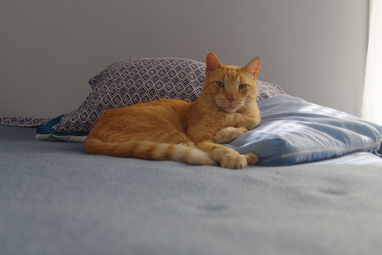 Tabby on Pillows Stock Free