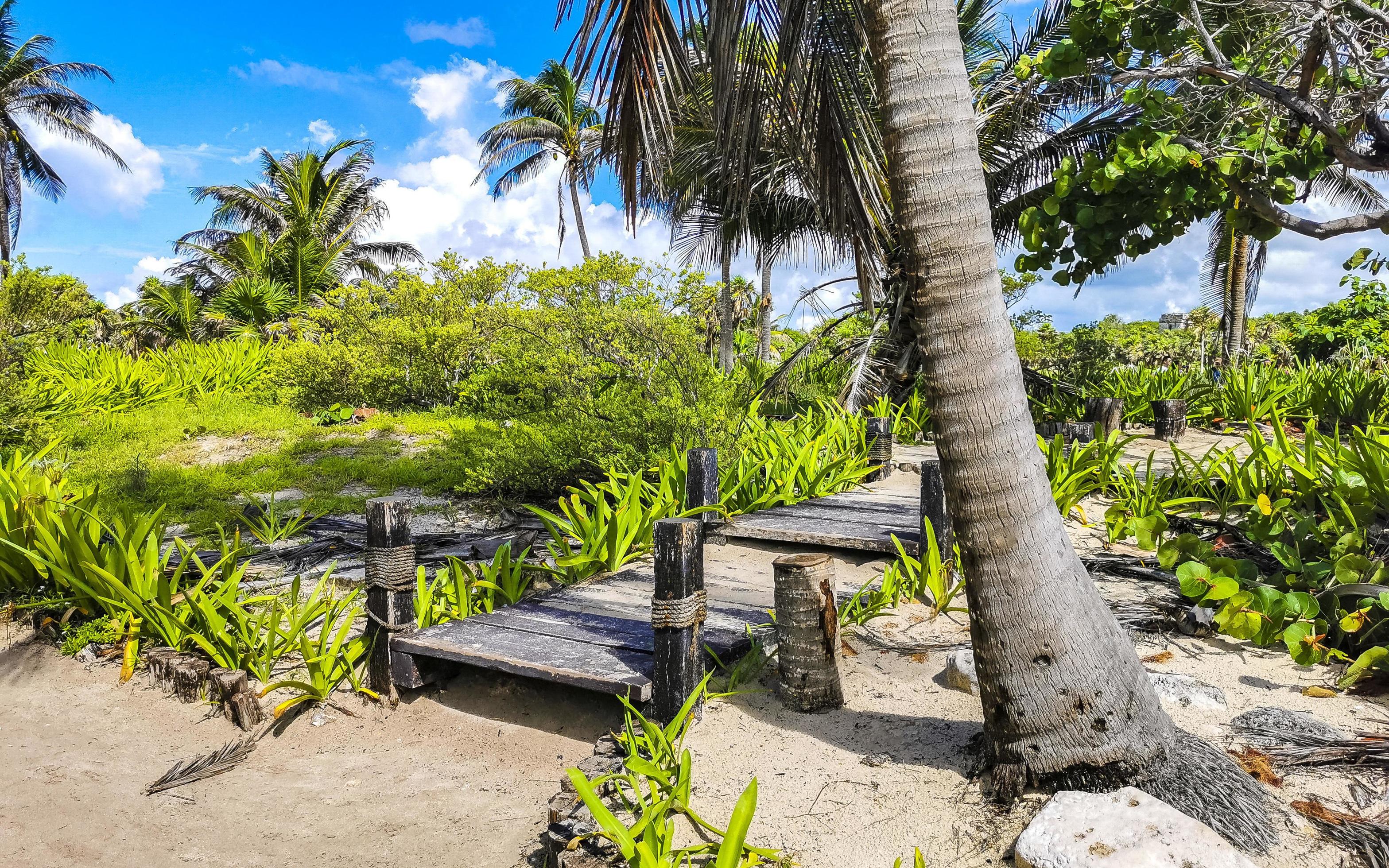 Tropical natural walking path palm trees Tulum Mayan ruins Mexico. Stock Free