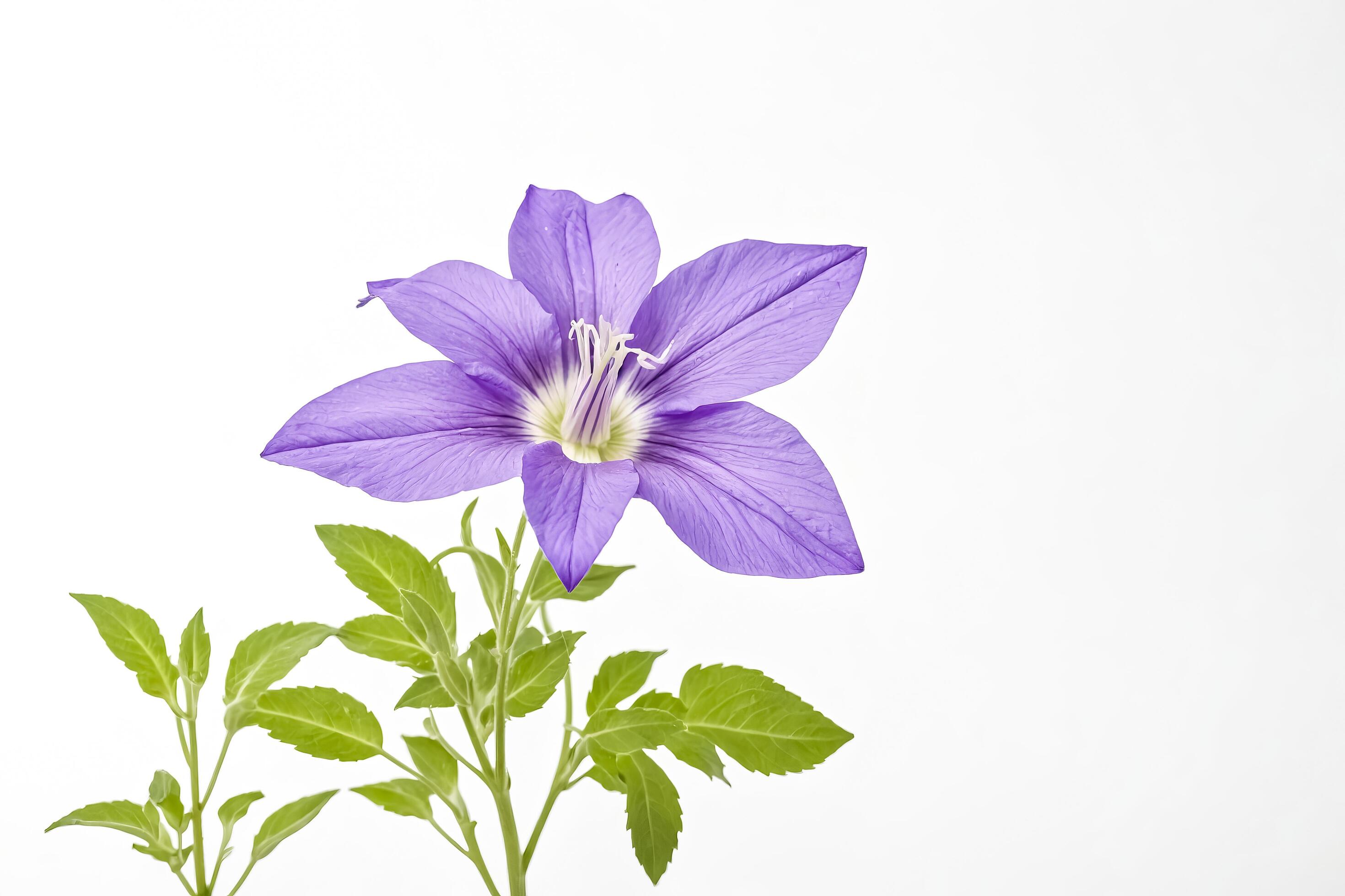 Purple Flower with Green Leaves on White Background Stock Free