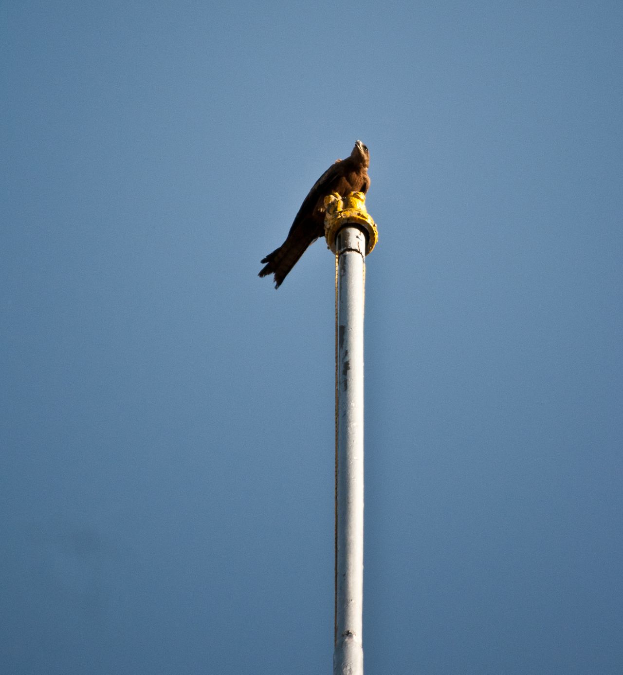 Bird On Pole Stock Free