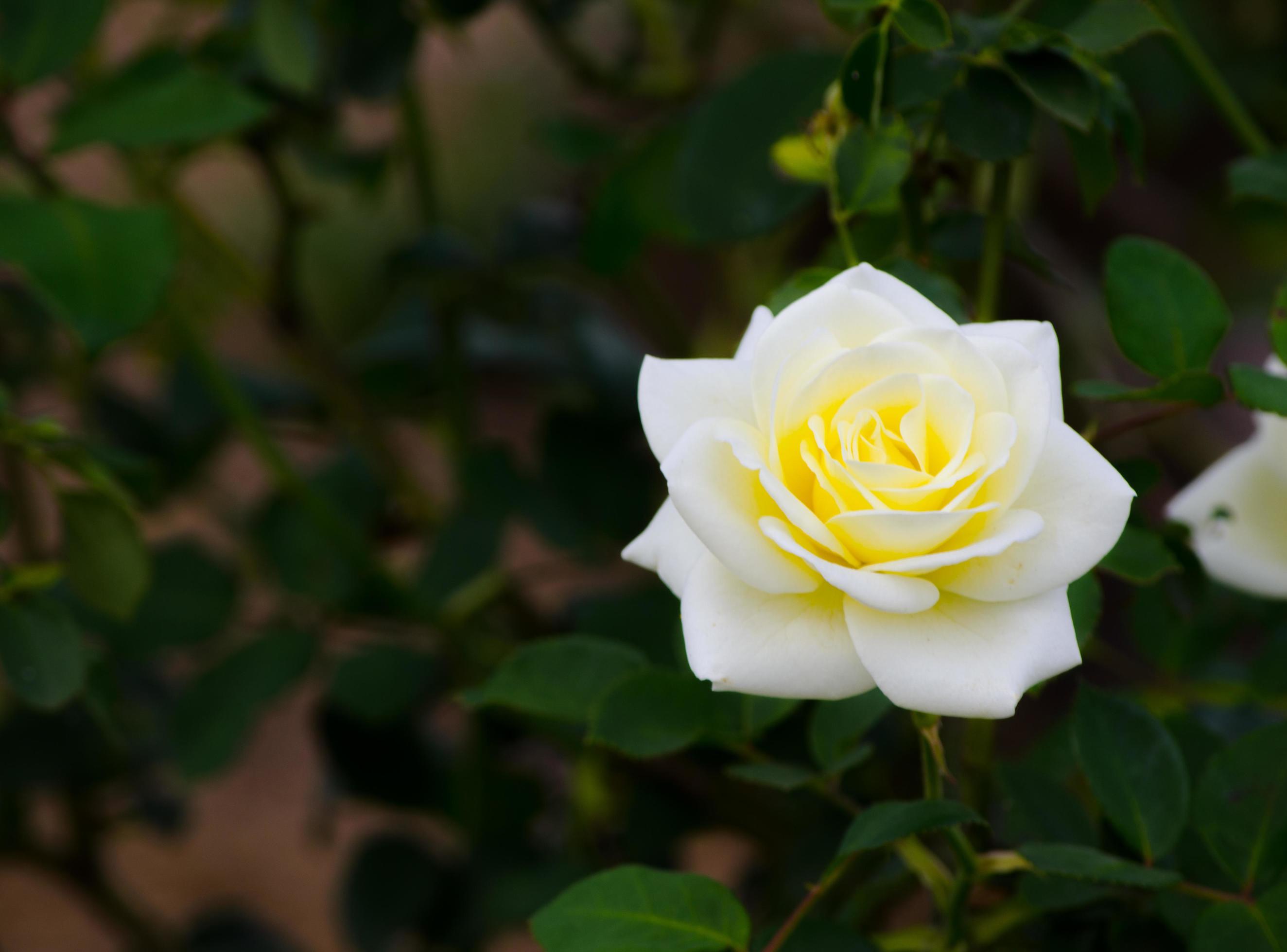 A Beautiful white yellow hybrid rose flower at a botanical garden. Stock Free