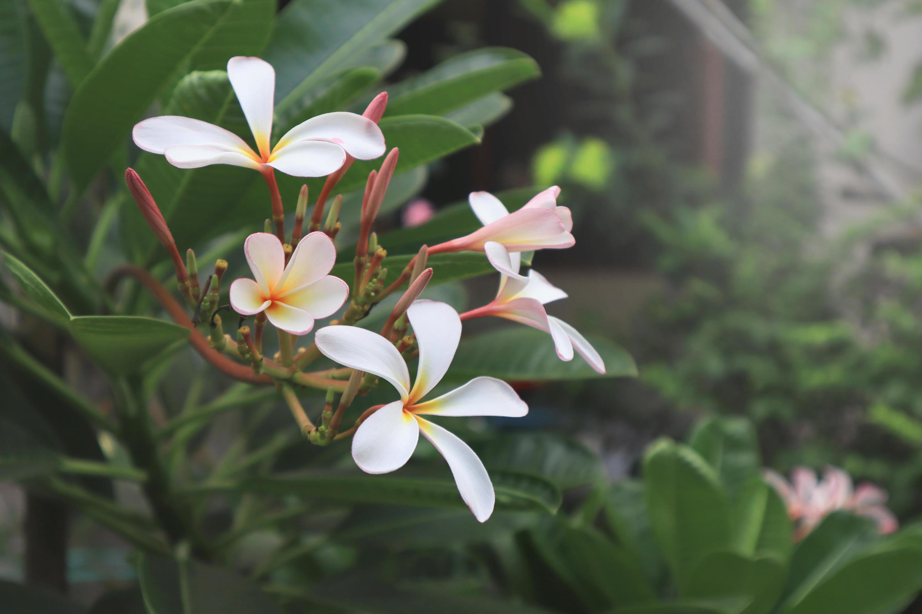 Plumeria or Frangipani or Temple tree flowers. Close up pink-white plumeria flower bouquet on green leaf in garden with morning light. Stock Free