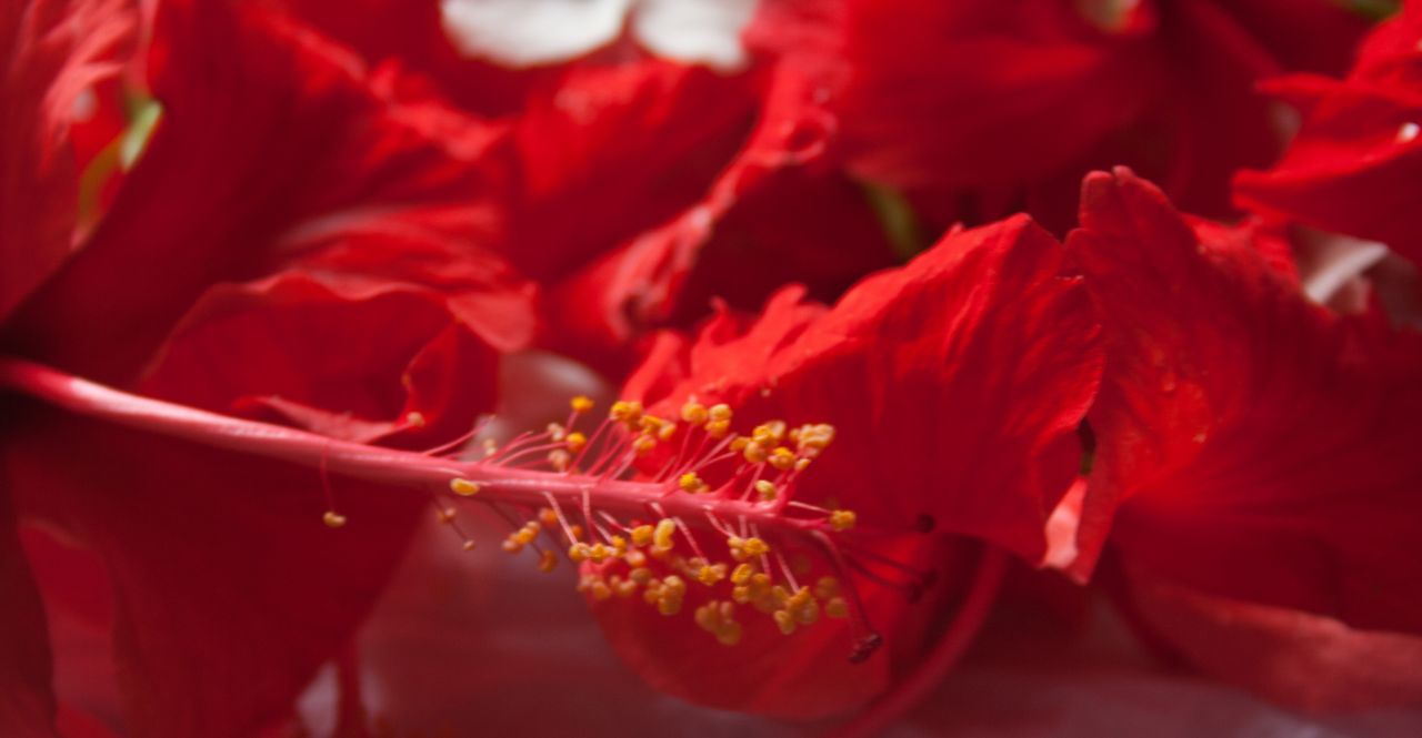 Hibiscus Red Flowers Stock Free