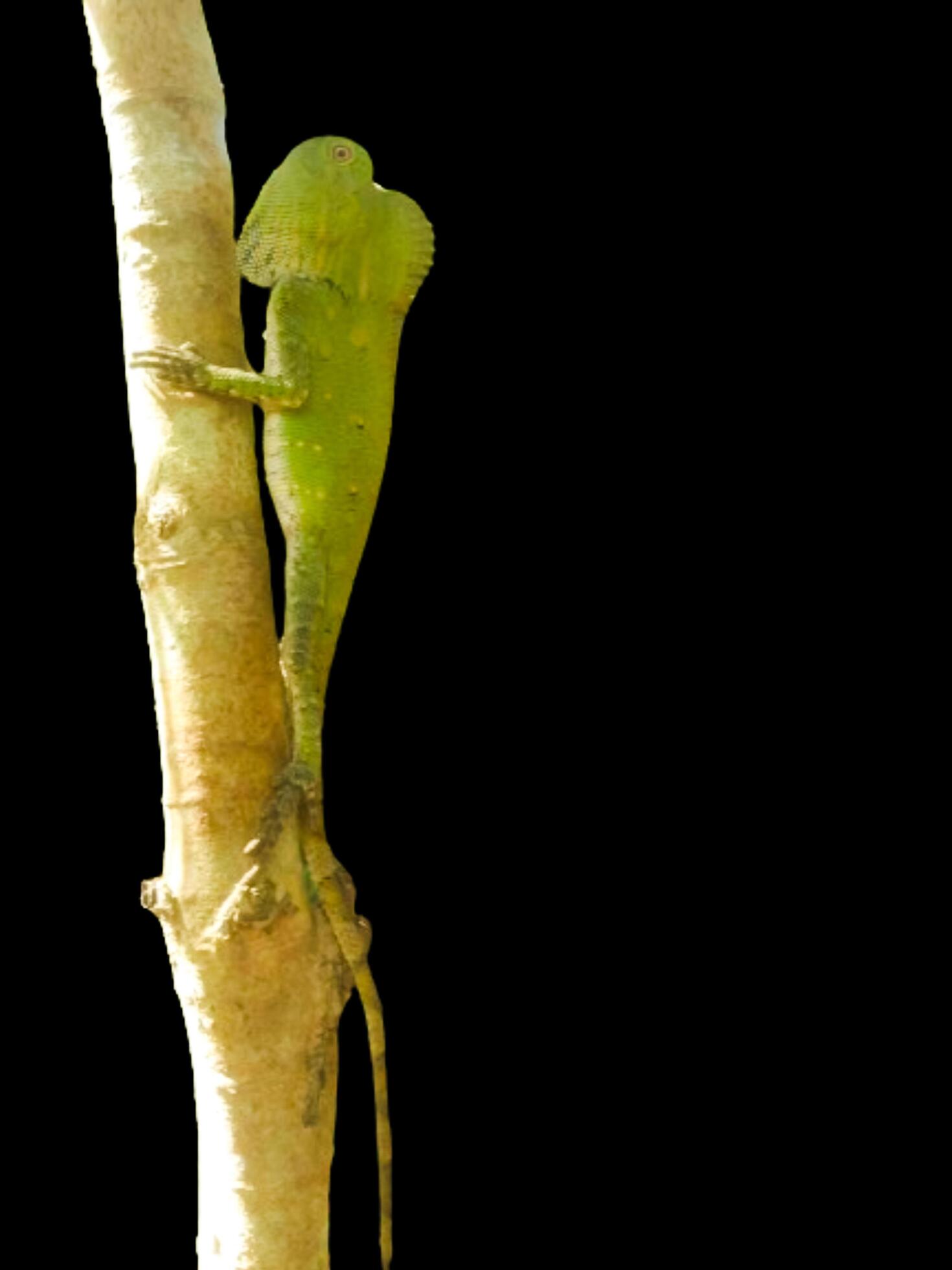 Little green chameleon on a branch isolated on black background Stock Free