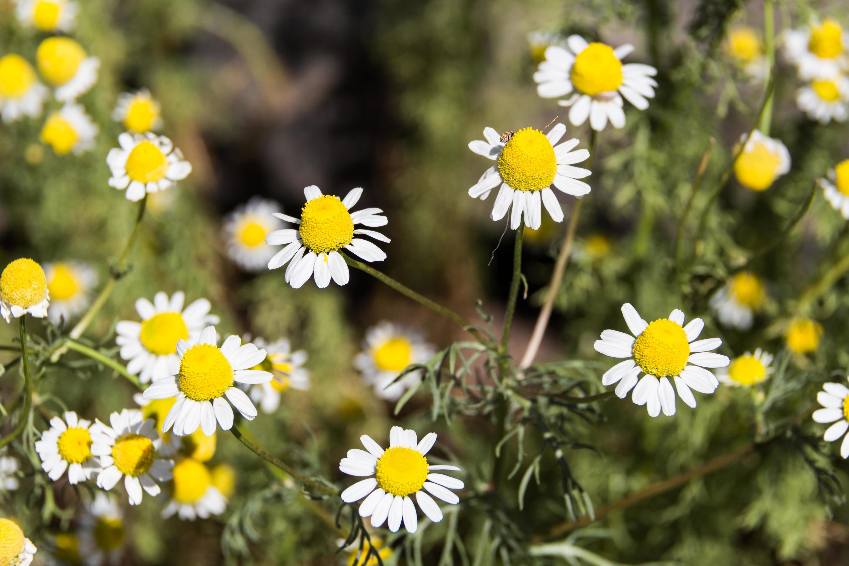 organic chamomile flowered in spring Stock Free