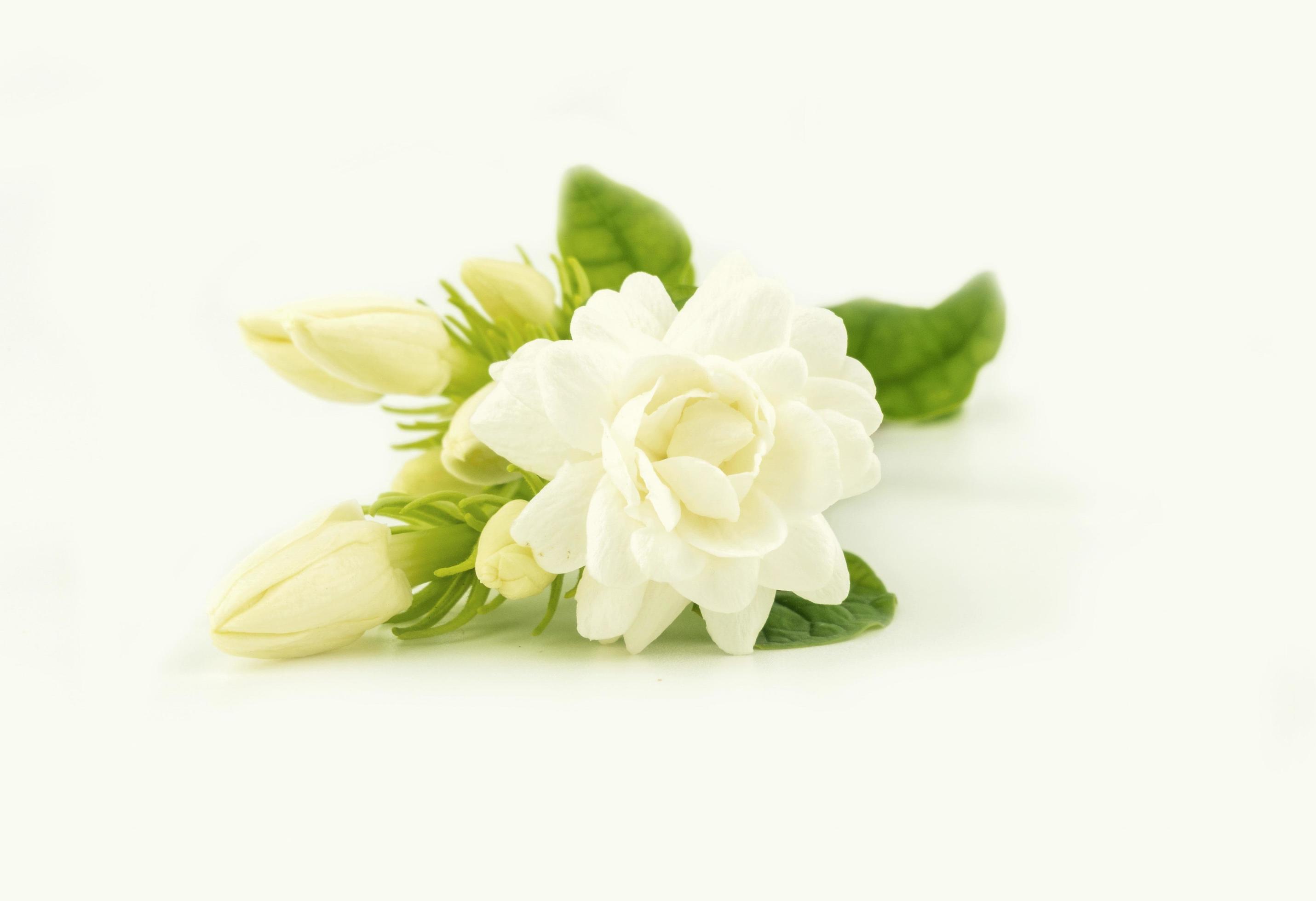 white jasmine flower on white Stock Free