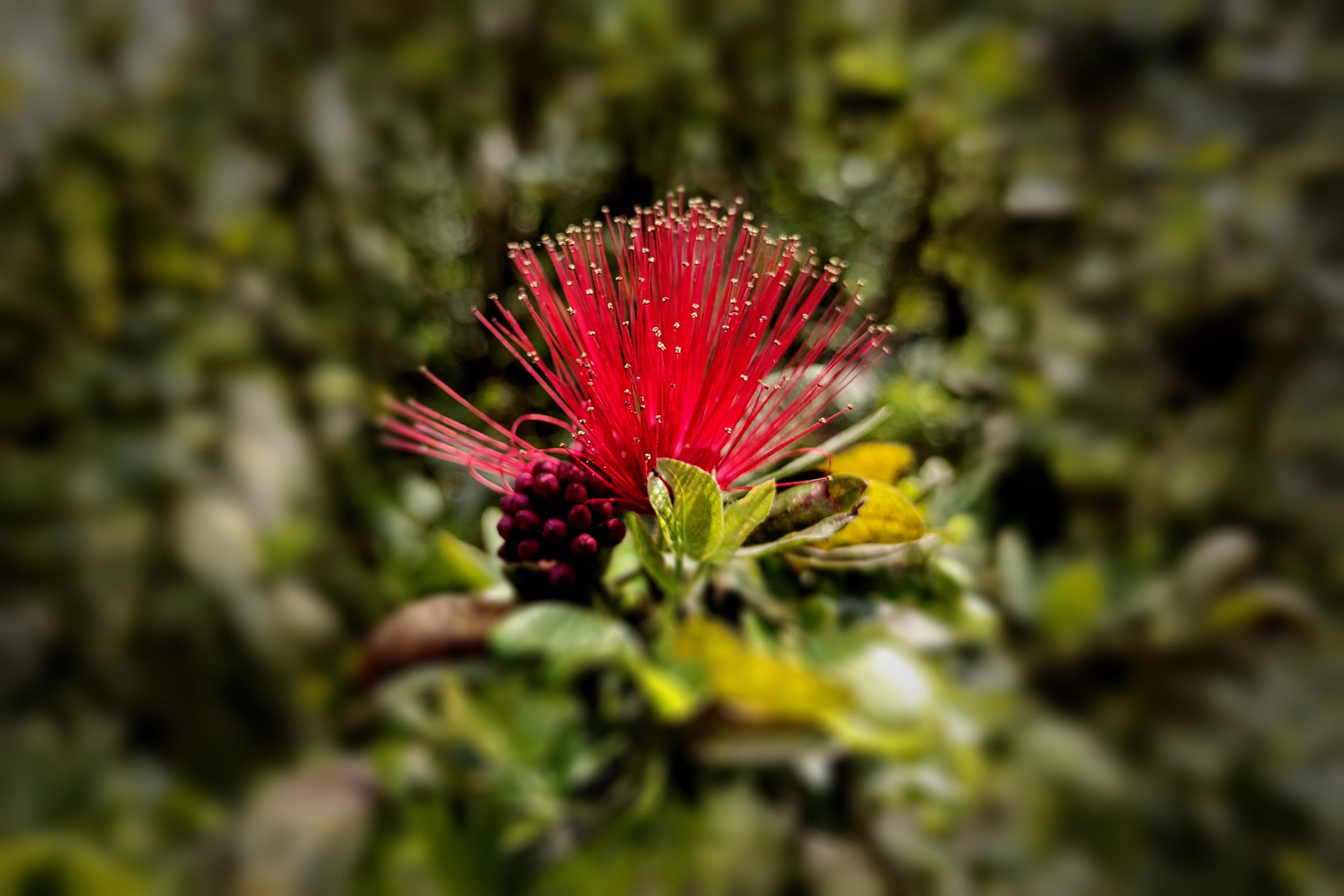 Red Powderpuff Calliandra Flower Blooms Stock Free