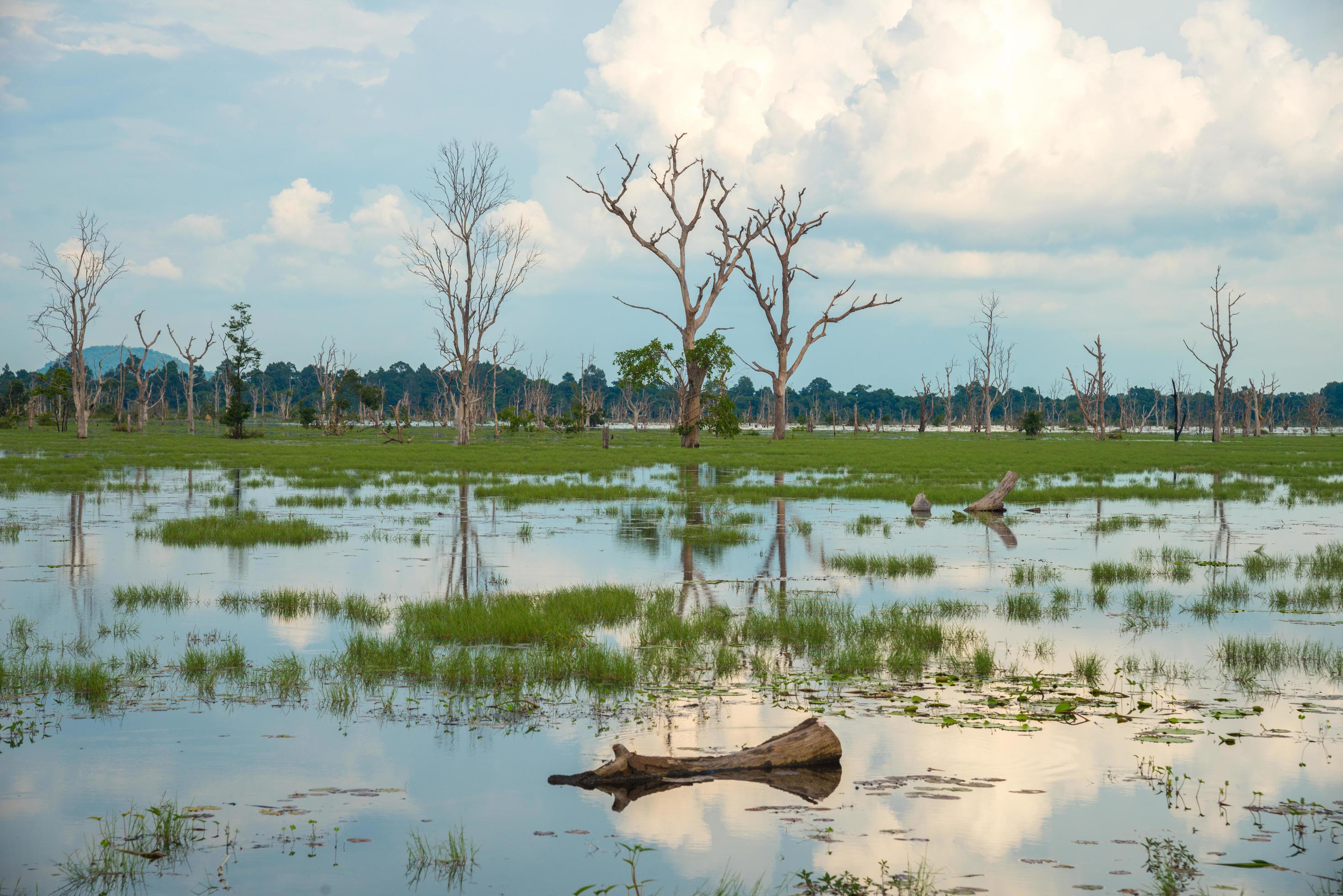 The beautiful landscape in the area of Neak Pean temple, Siem Reap, Cambodia. Stock Free