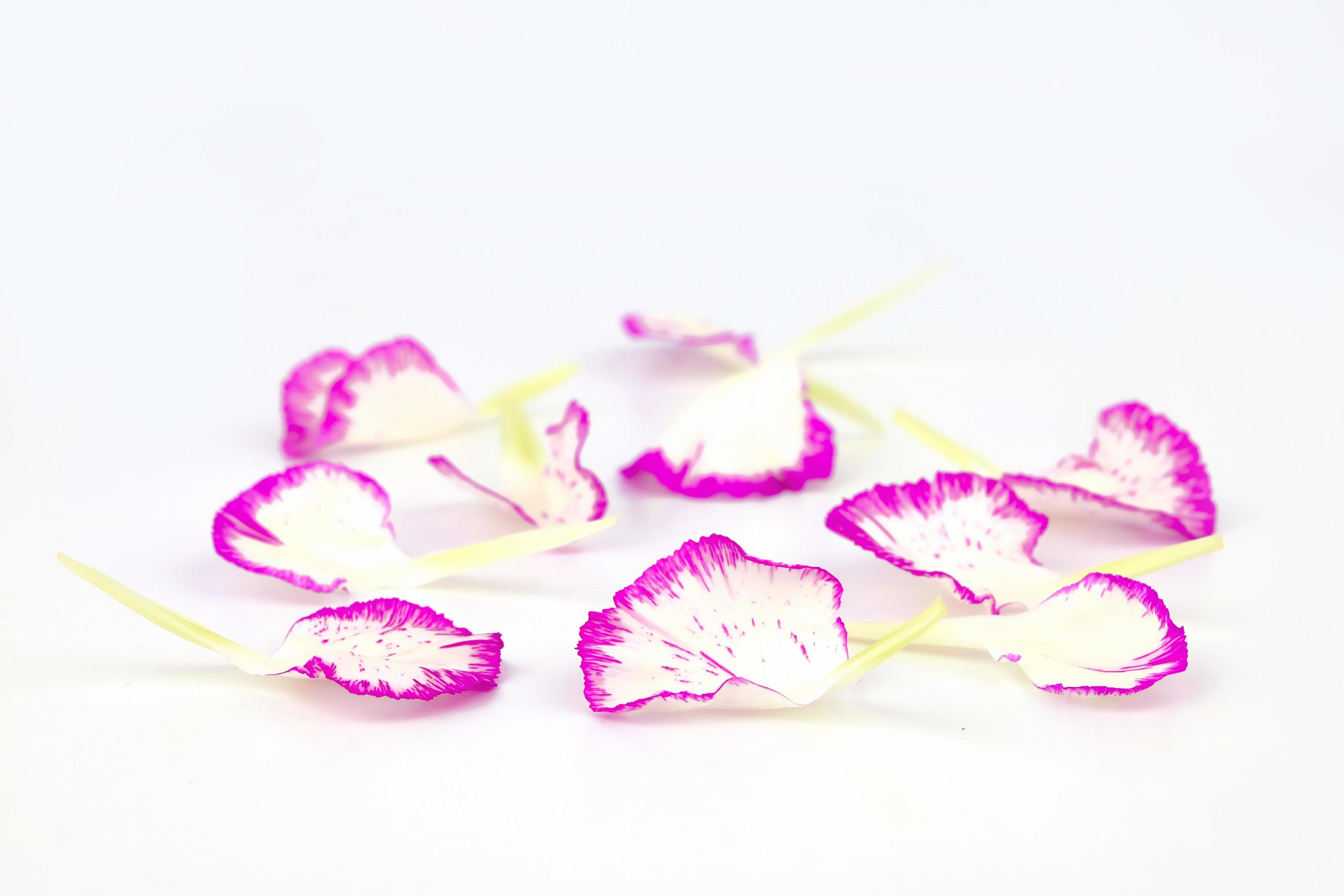 carnation flower petals on white background Stock Free