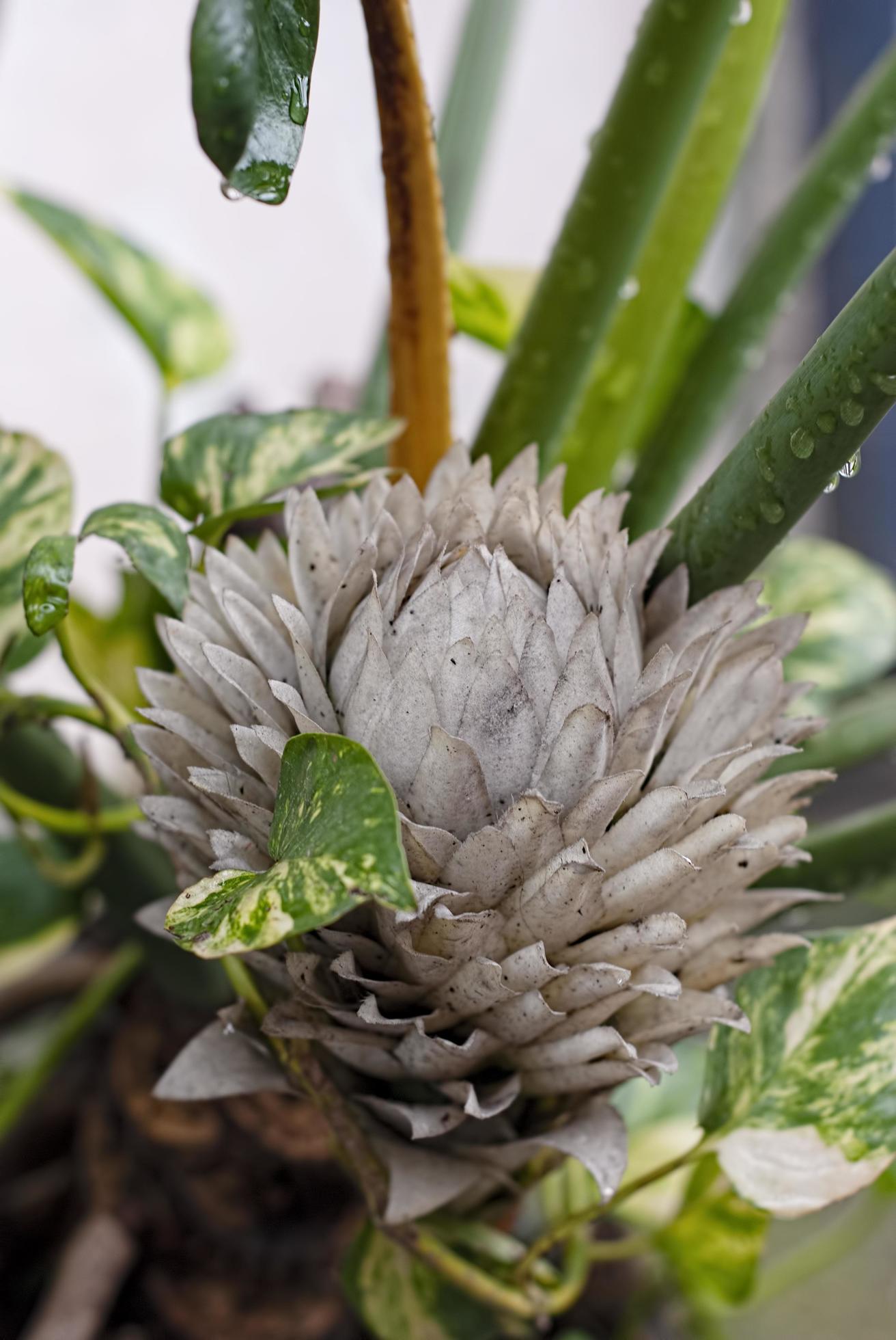 dry exotic flowers Protea on nature background close up Stock Free