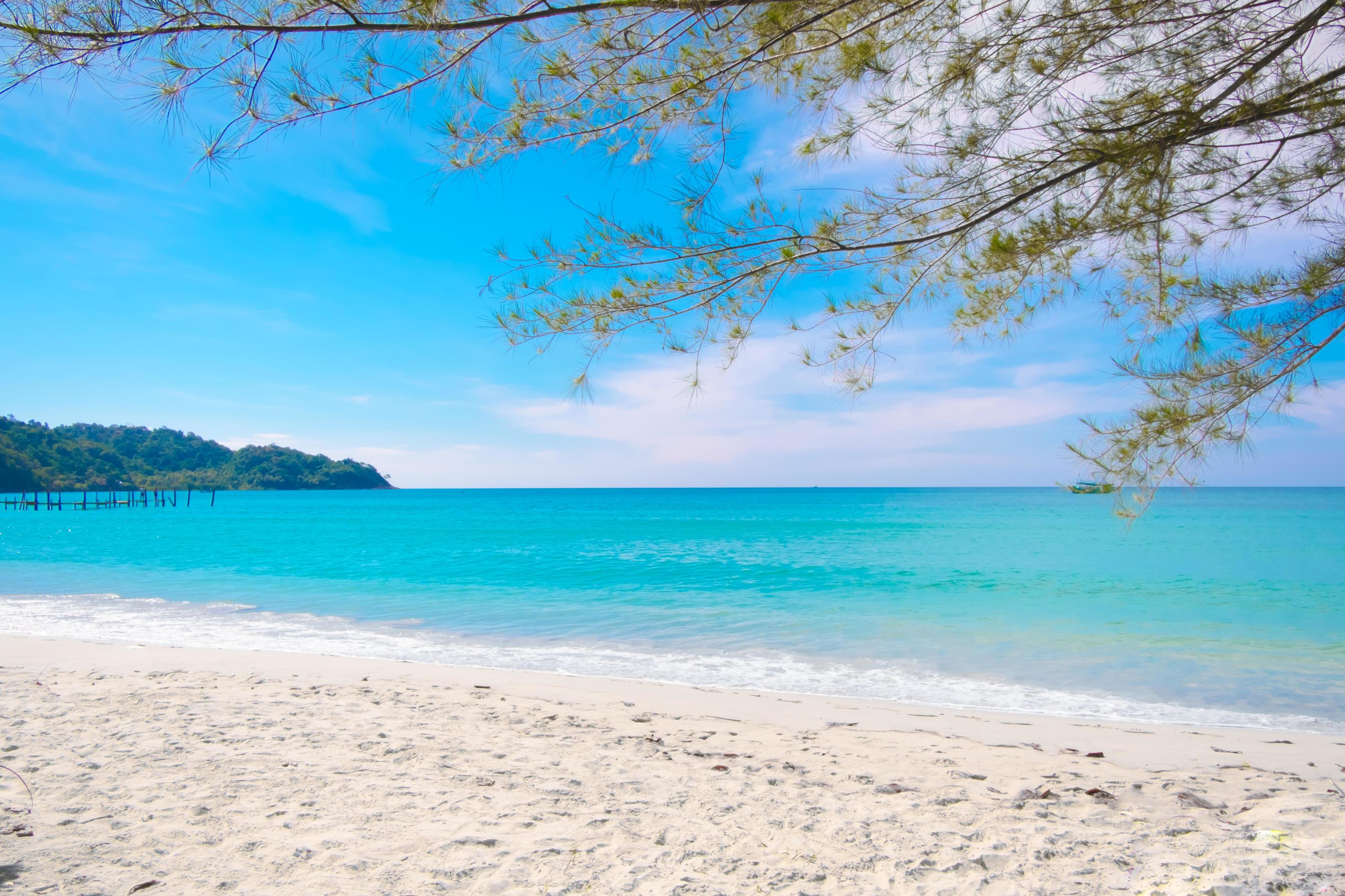 Tropical beach with pine tree on the summer blue sky , sunny day Stock Free