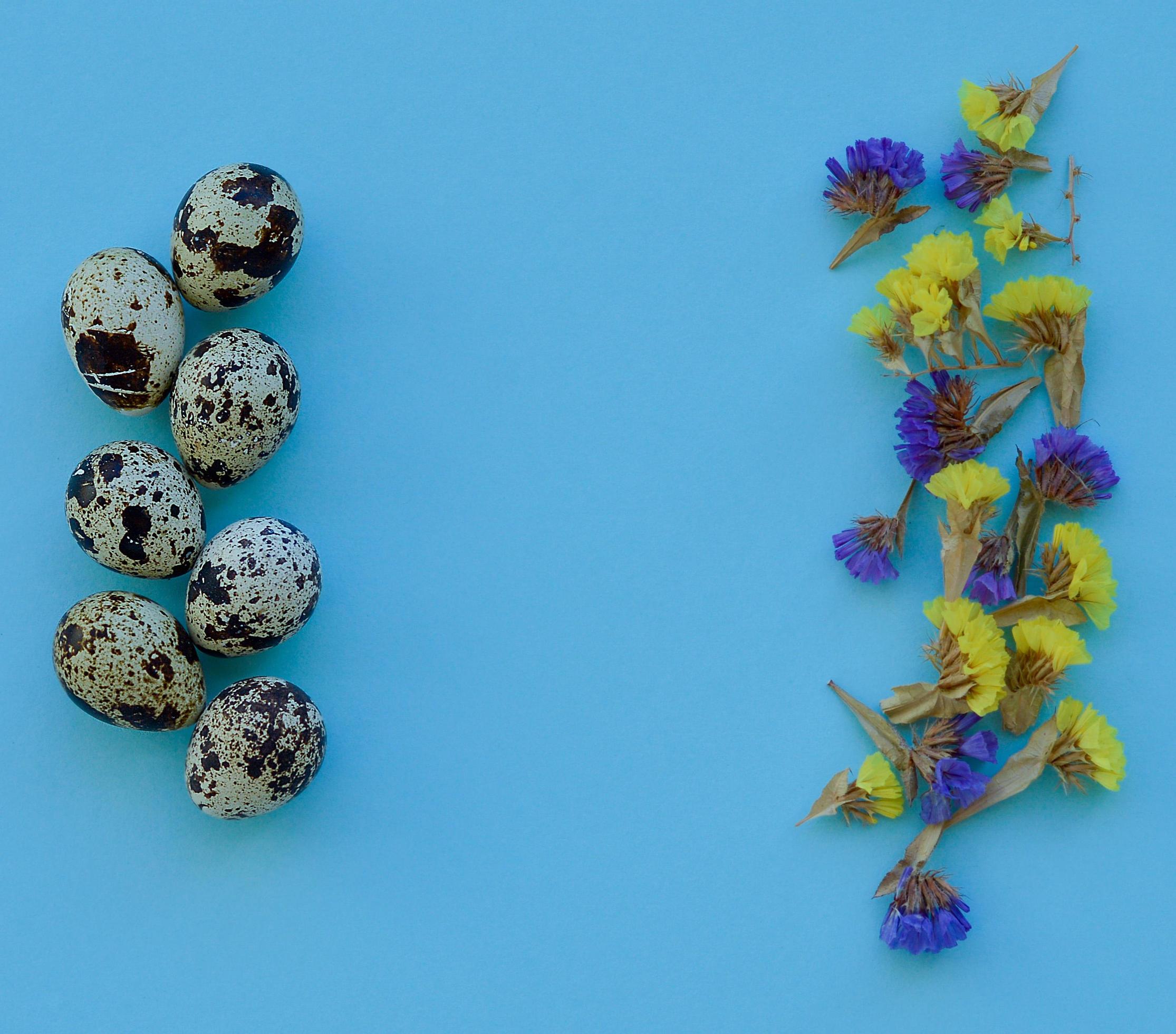 Easter composition. Quail eggs, flowers on blue background. Copy space. Stock Free