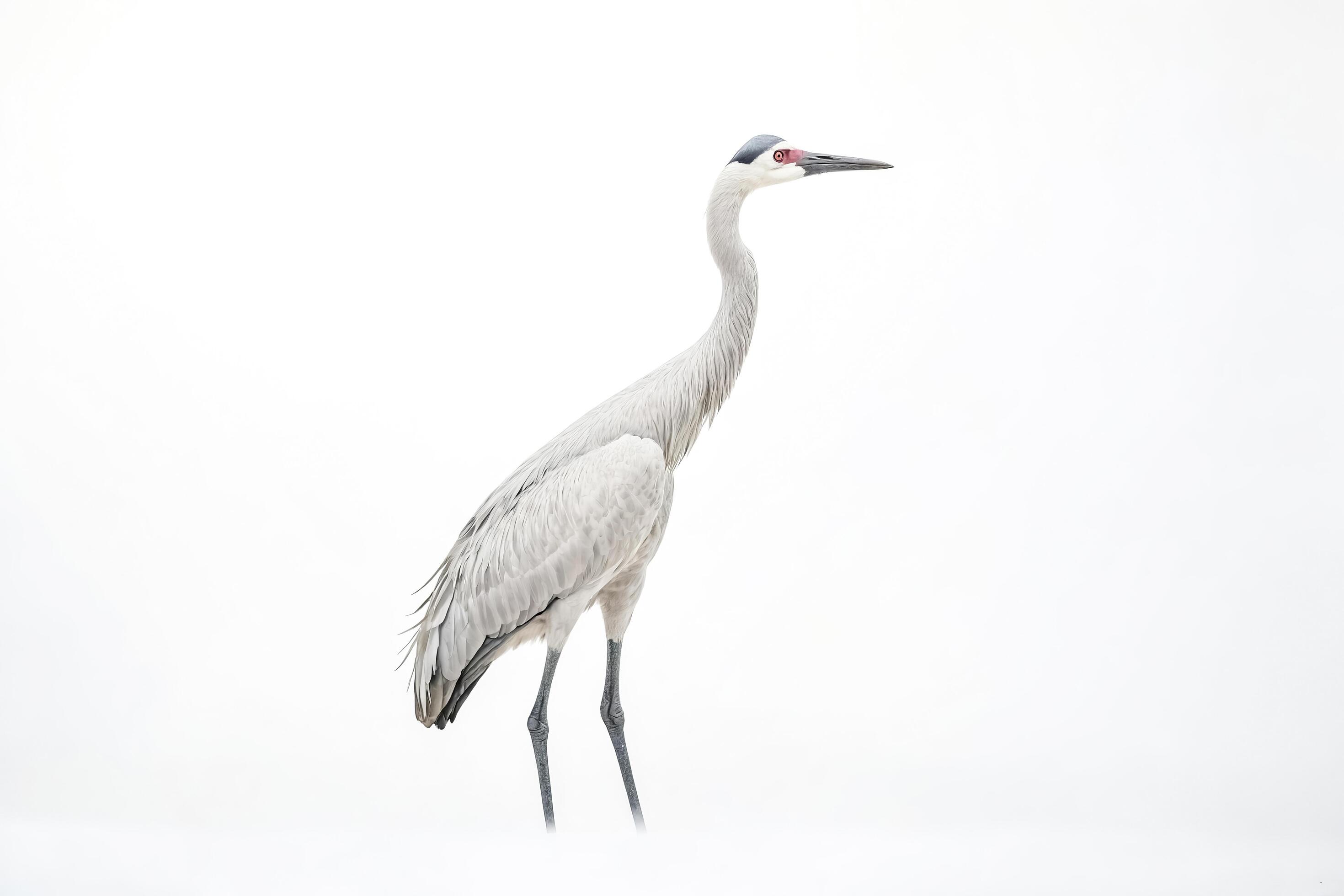 Grey Crane Standing on White Background Stock Free