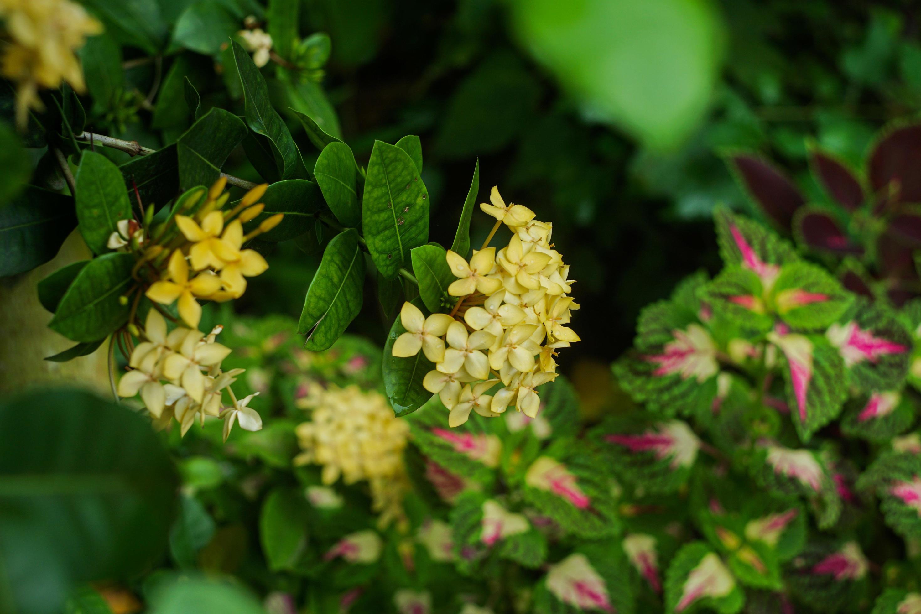 Bunga Jarum or yellow flower blooming in the garden Stock Free