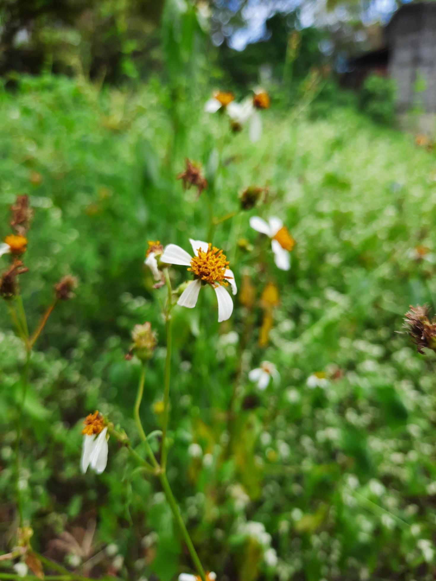 Black jack flower Stock Free