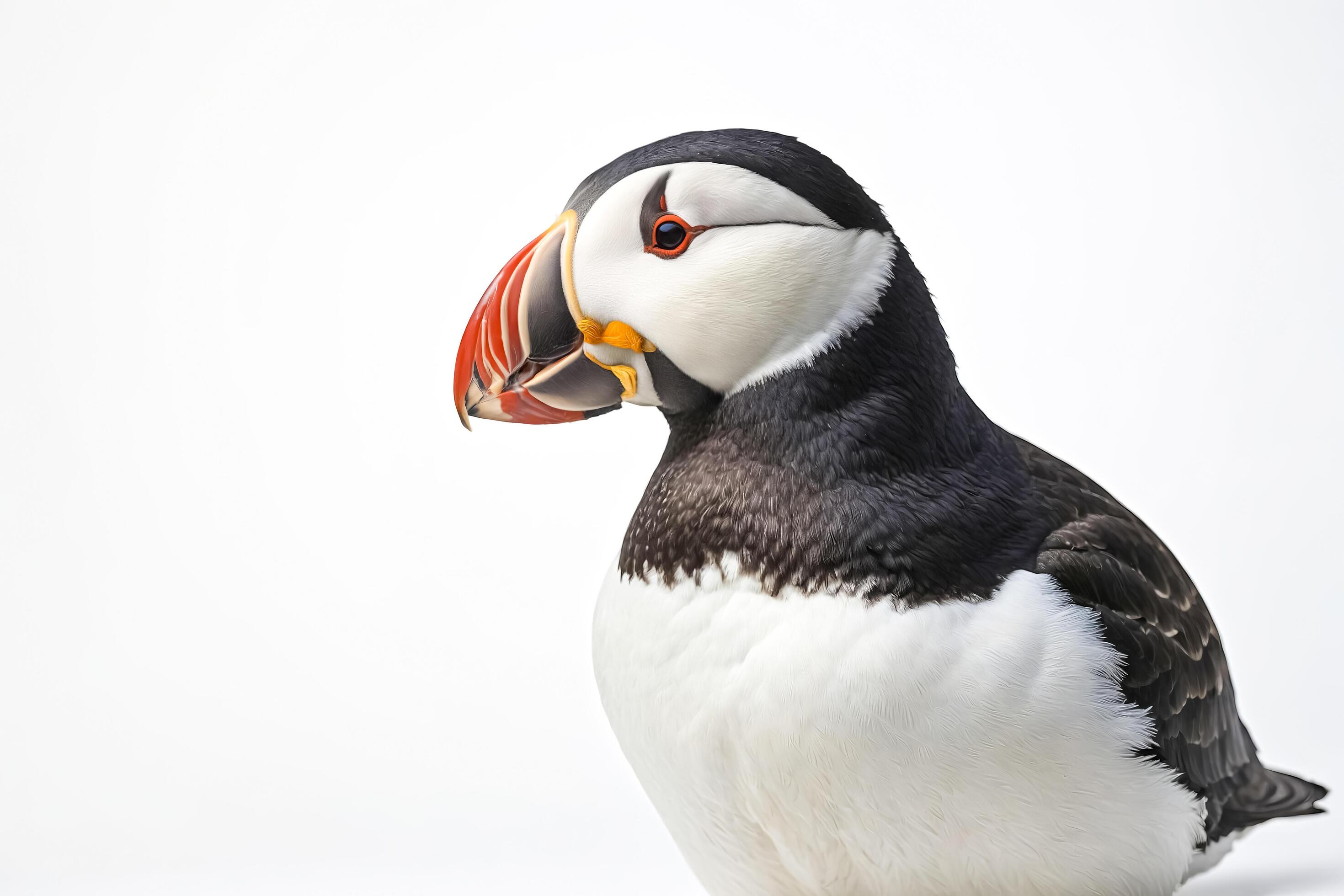 Close-up of a Puffin with White Background Stock Free