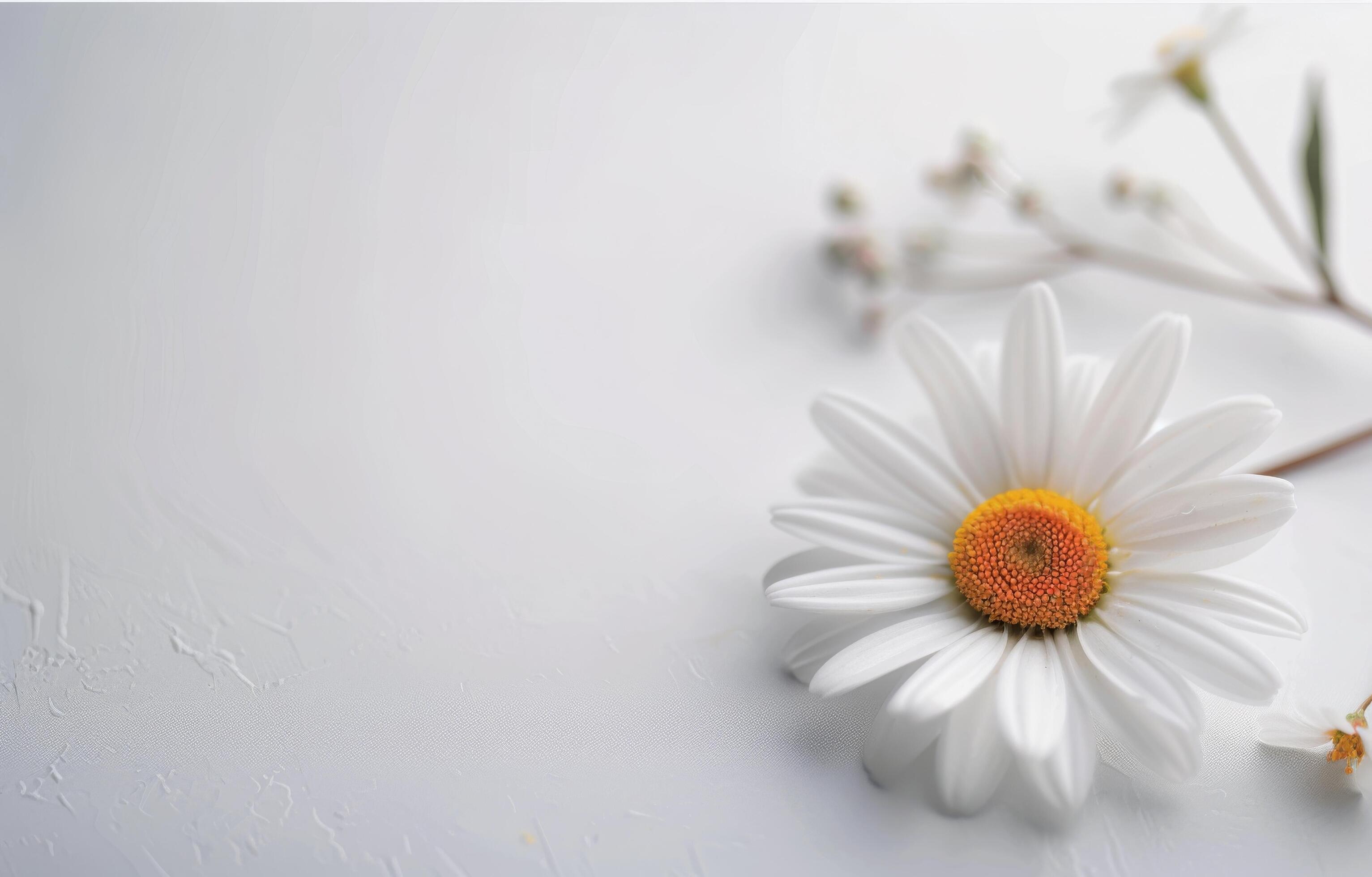 Single Daisy on White Background Stock Free