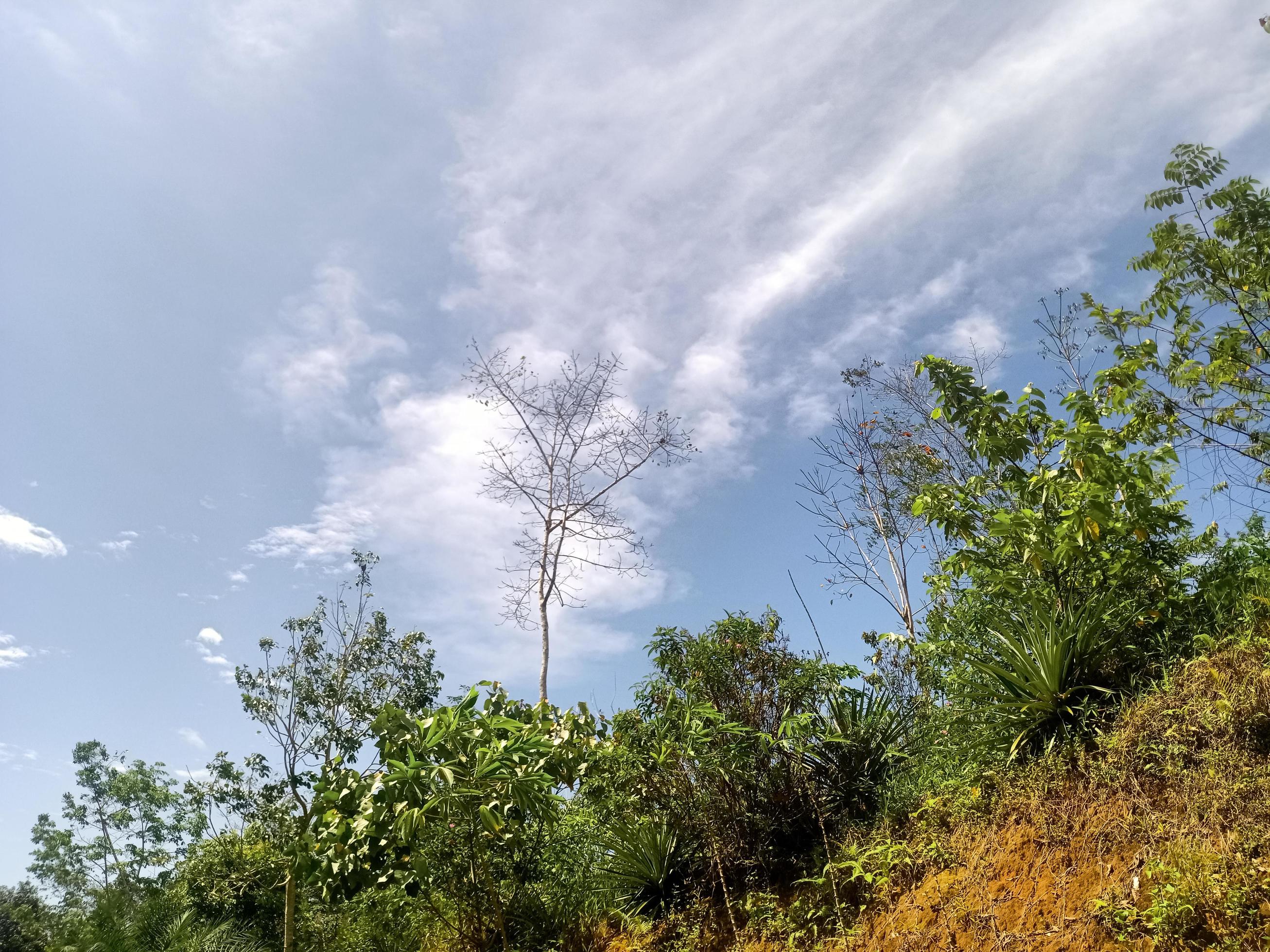 beautiful view clear blue sky and lots of natural green trees Stock Free