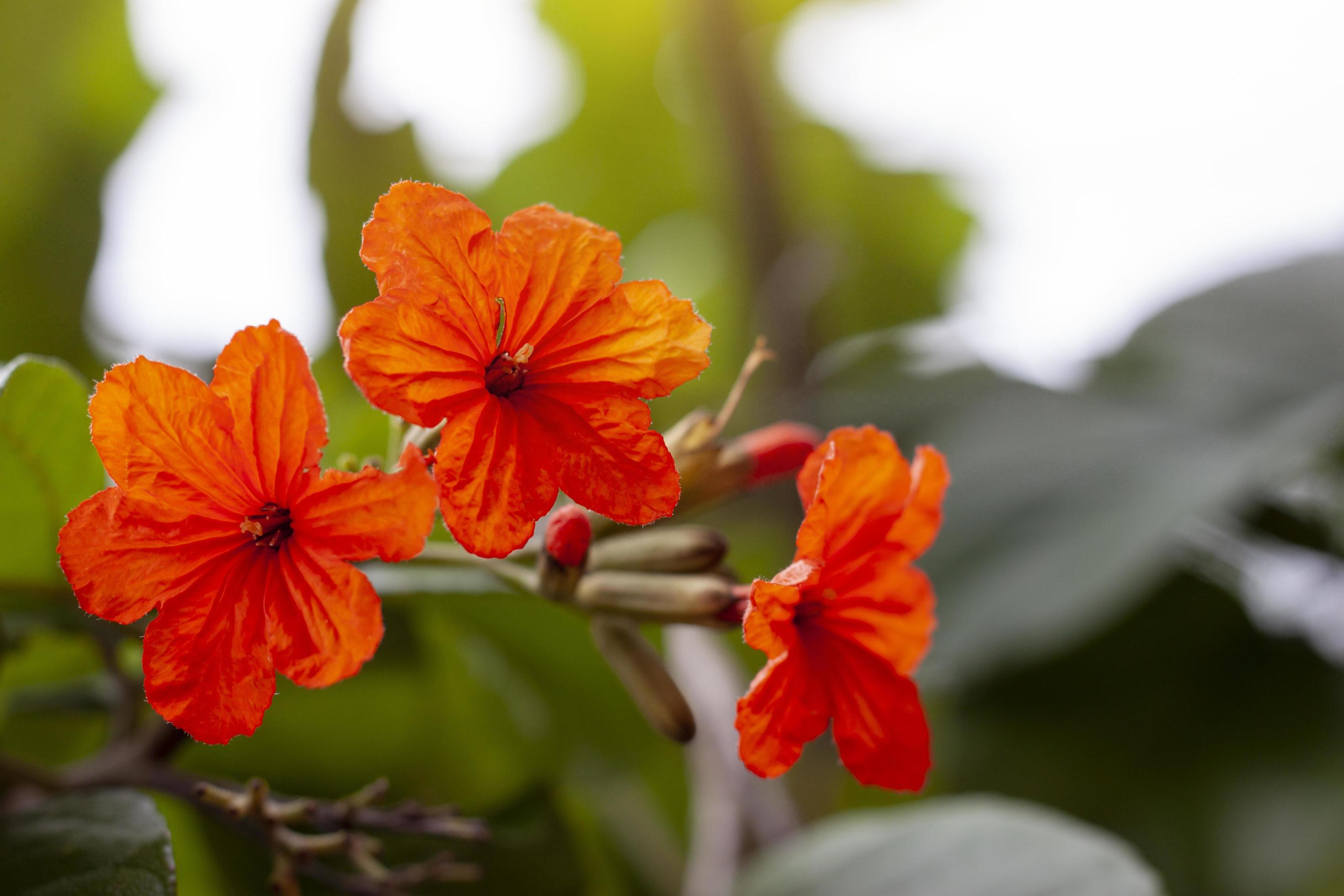 Orange Cordia or Geiger Tree flower bloom with sunlight in the garden. Stock Free