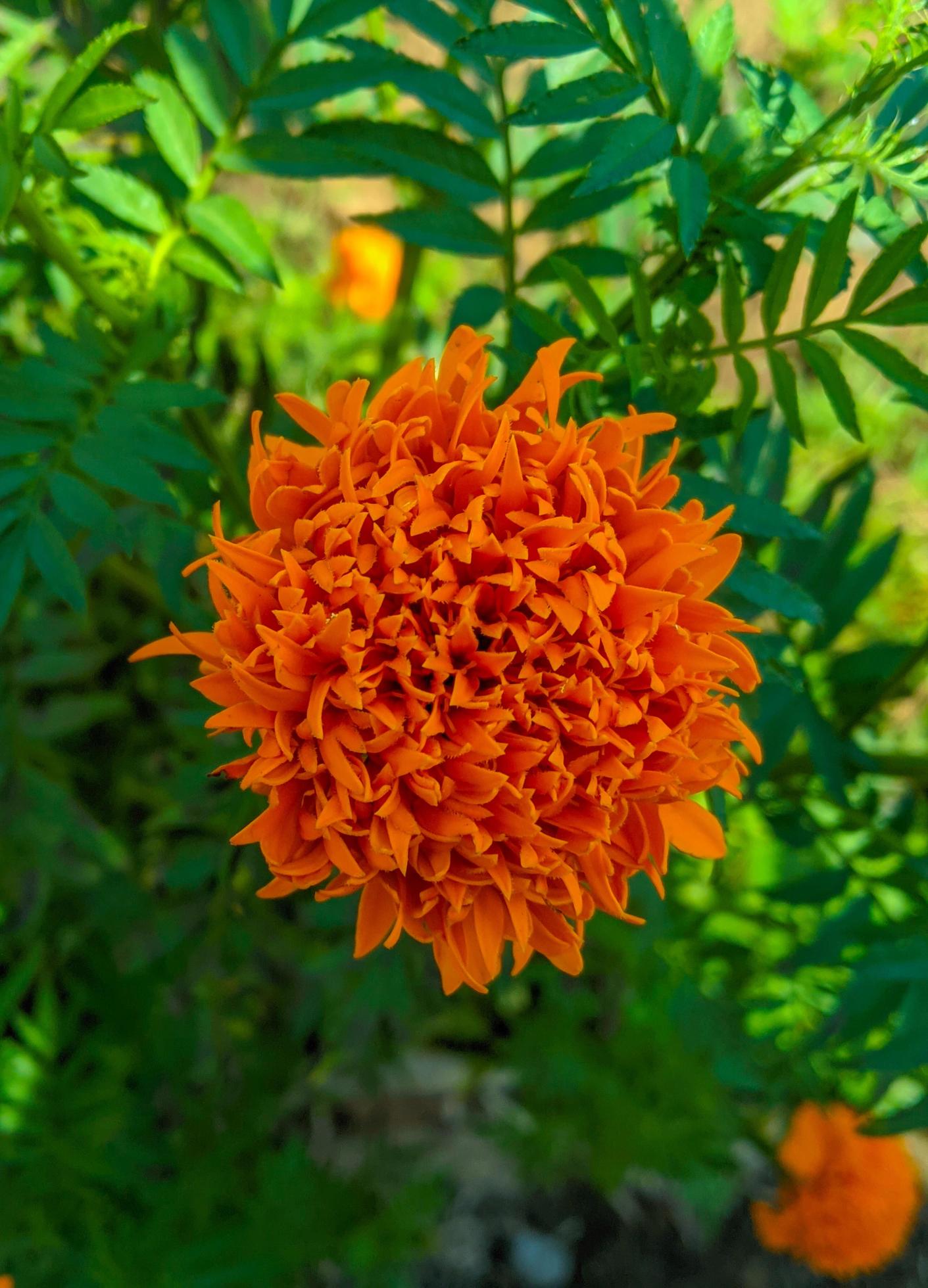 Orange marigold flowers. This flower has the meaning of beauty, wealth, fame, and warmth Stock Free