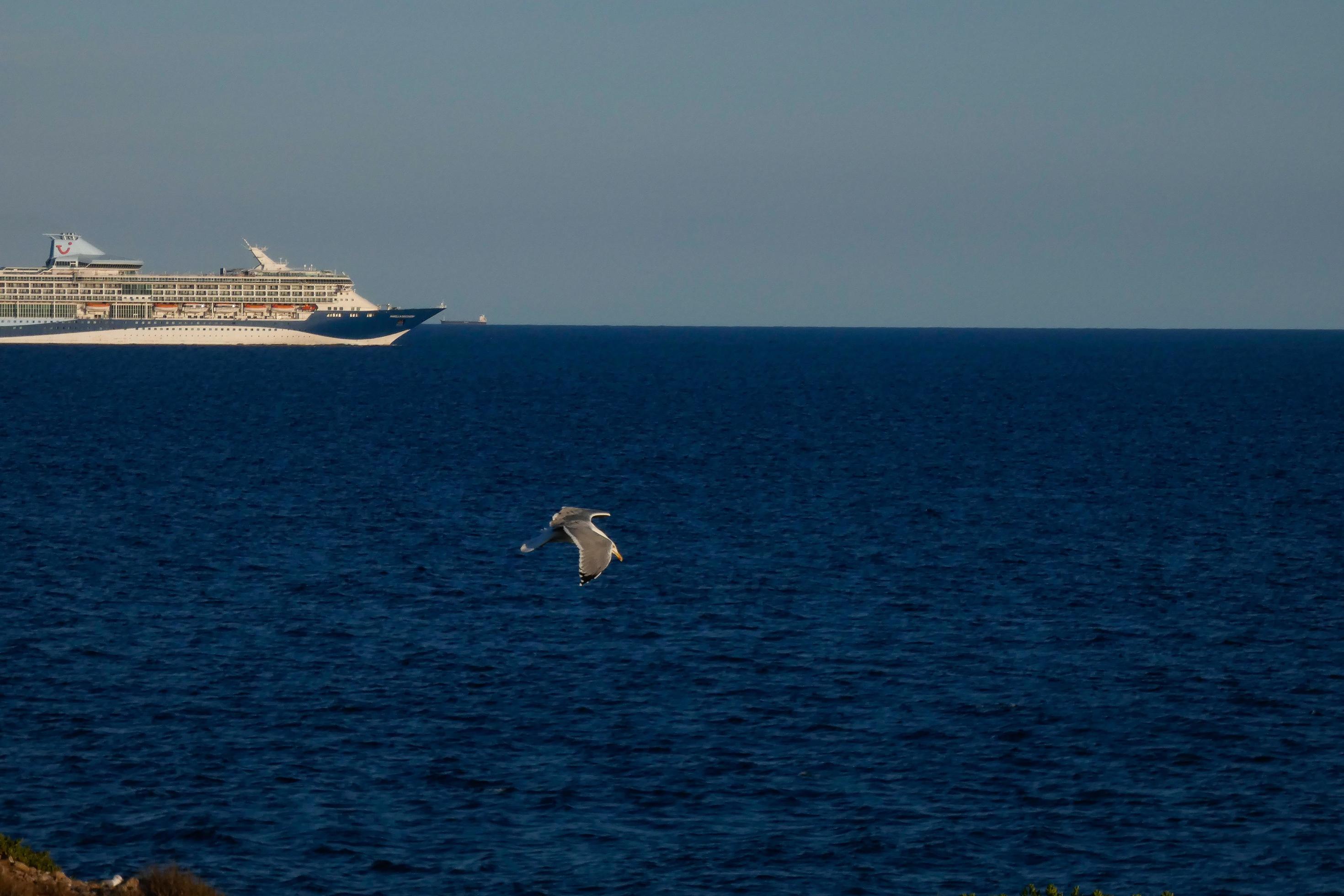 Wild seagulls in nature along the cliffs of the Catalan Costa Brava, Mediterranean, Spain. Stock Free