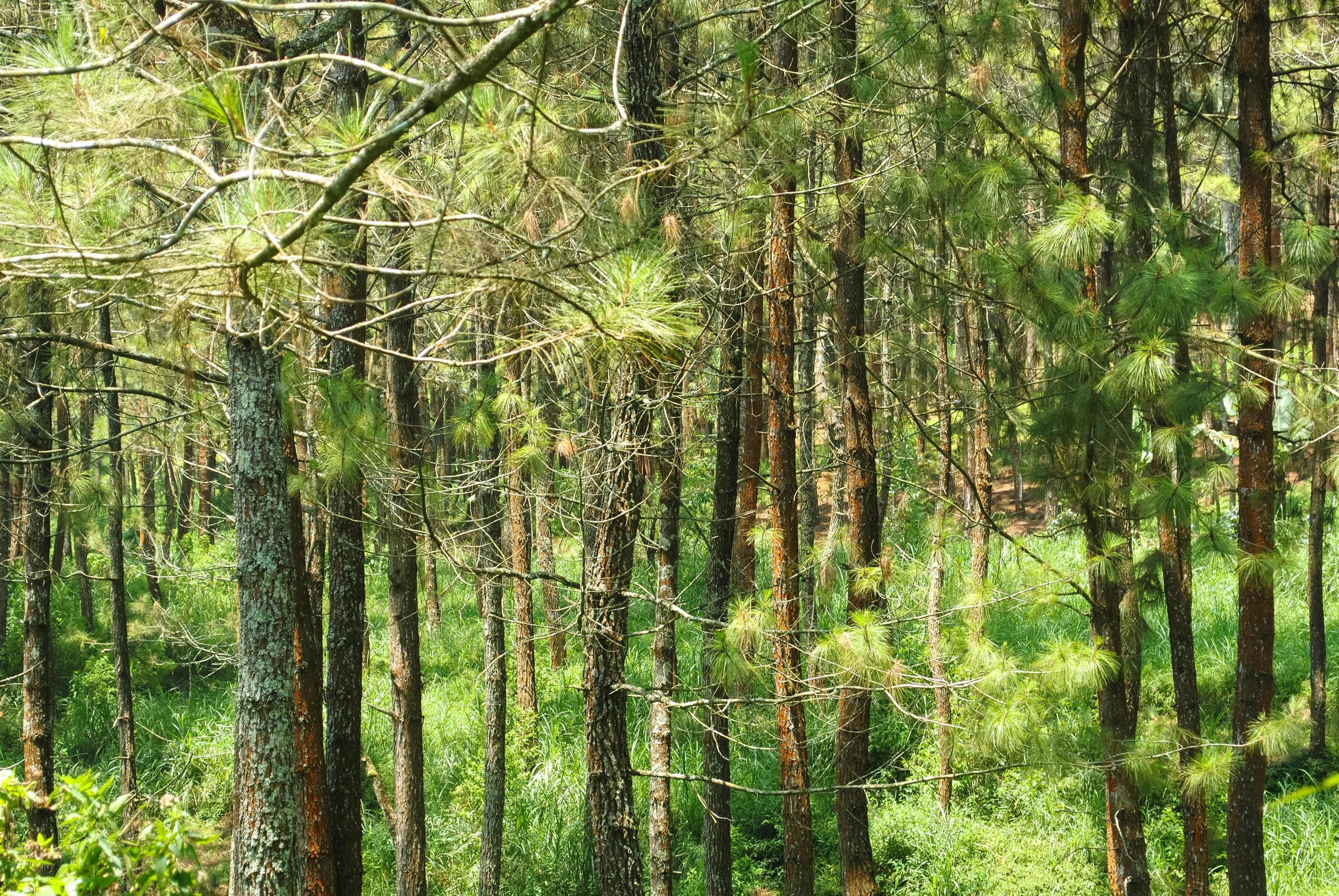 the natural scenery of the wood forest that is suitable as a background Stock Free