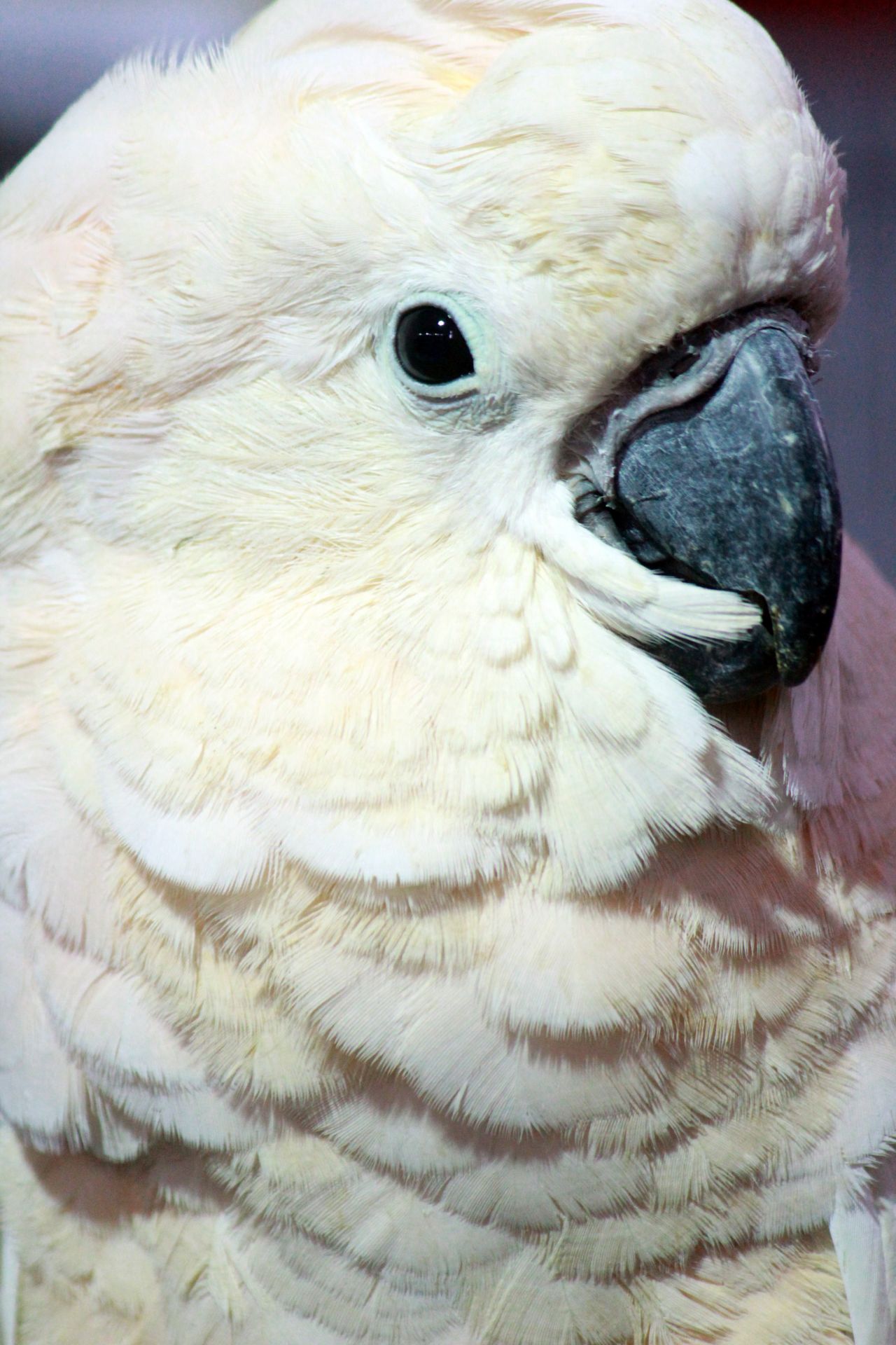 White Bird Portrait Stock Free