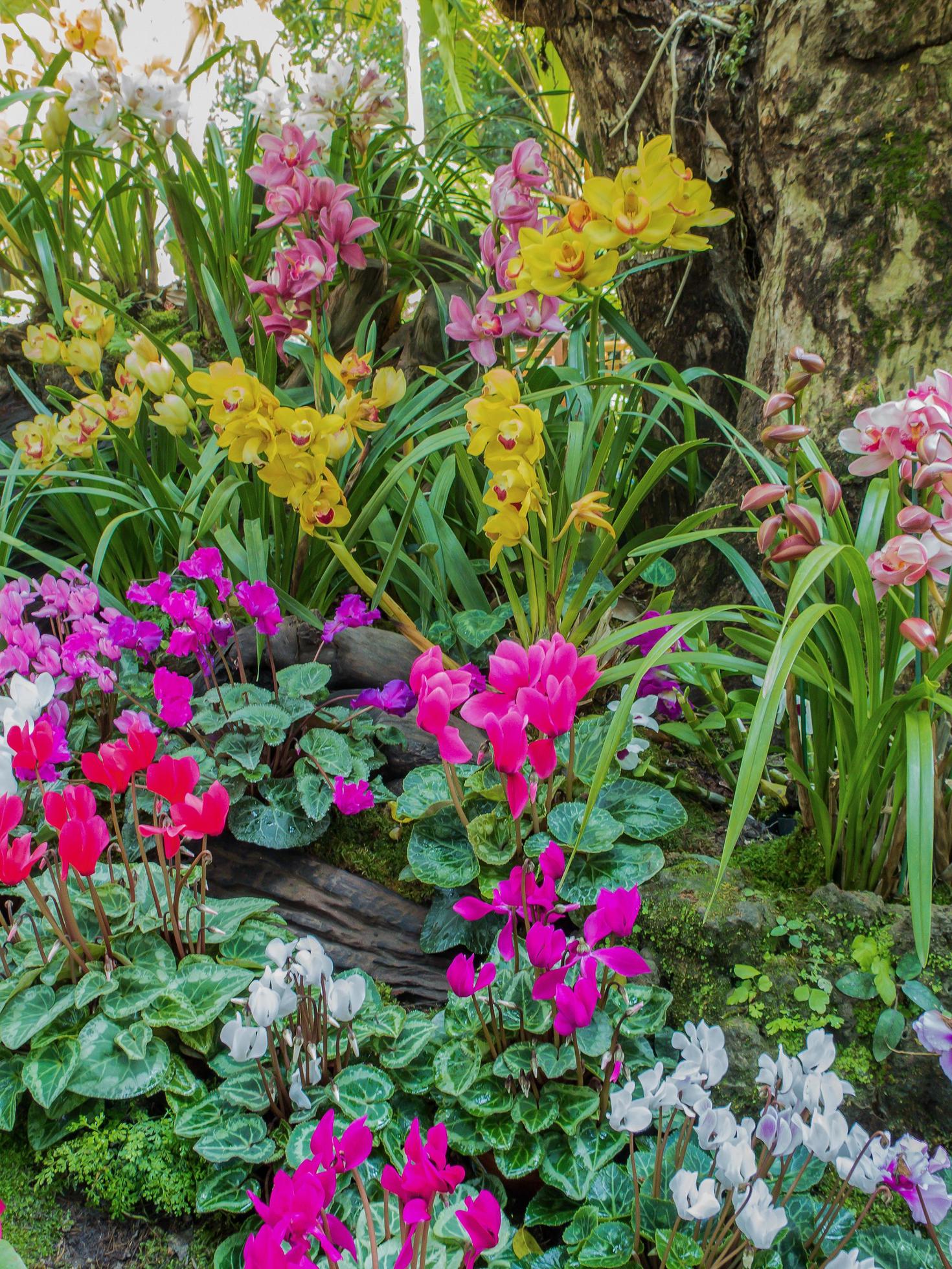 colorful orchid flower in the garden Stock Free