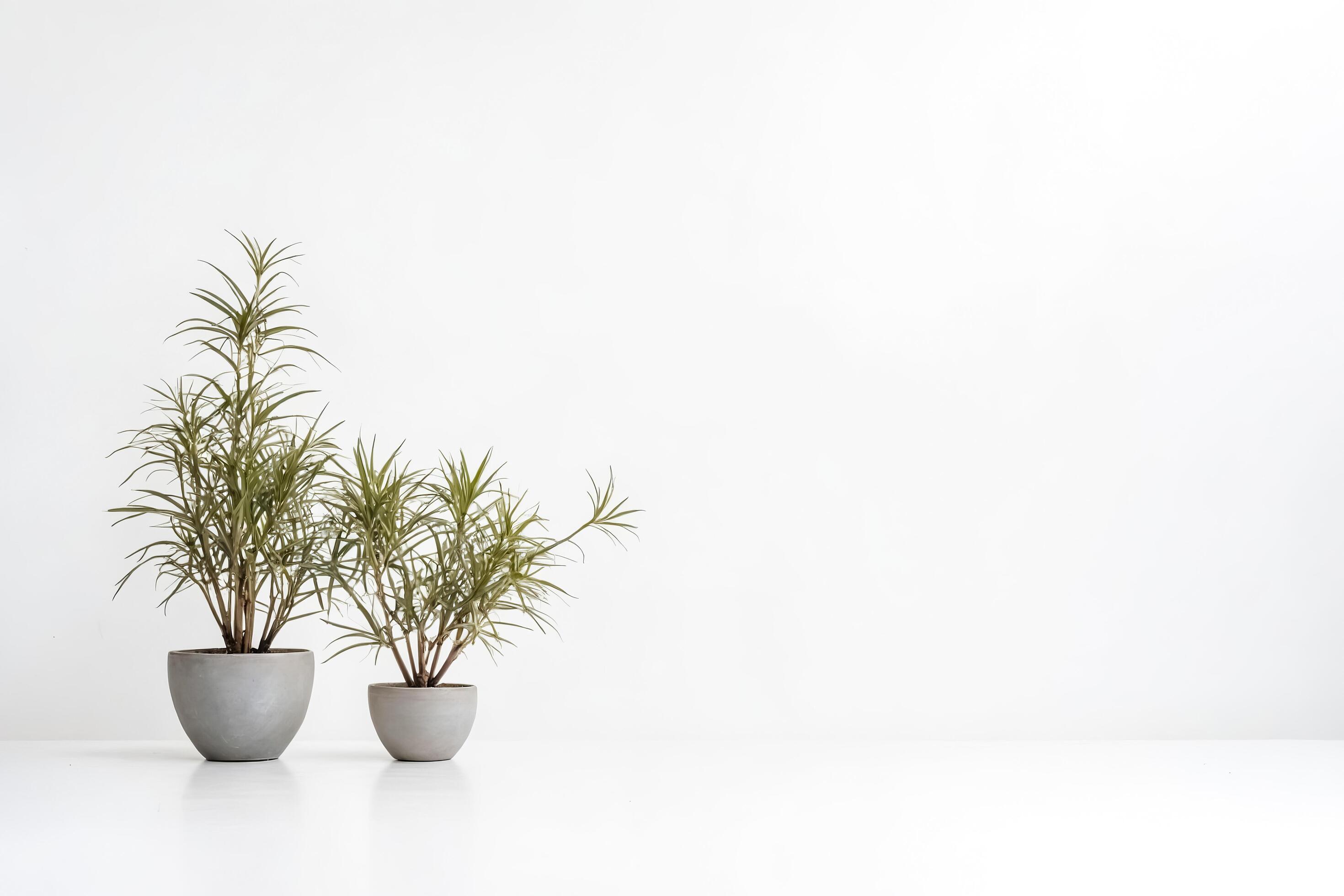 Minimalist Green Plants in Grey Pots Against White Background Stock Free