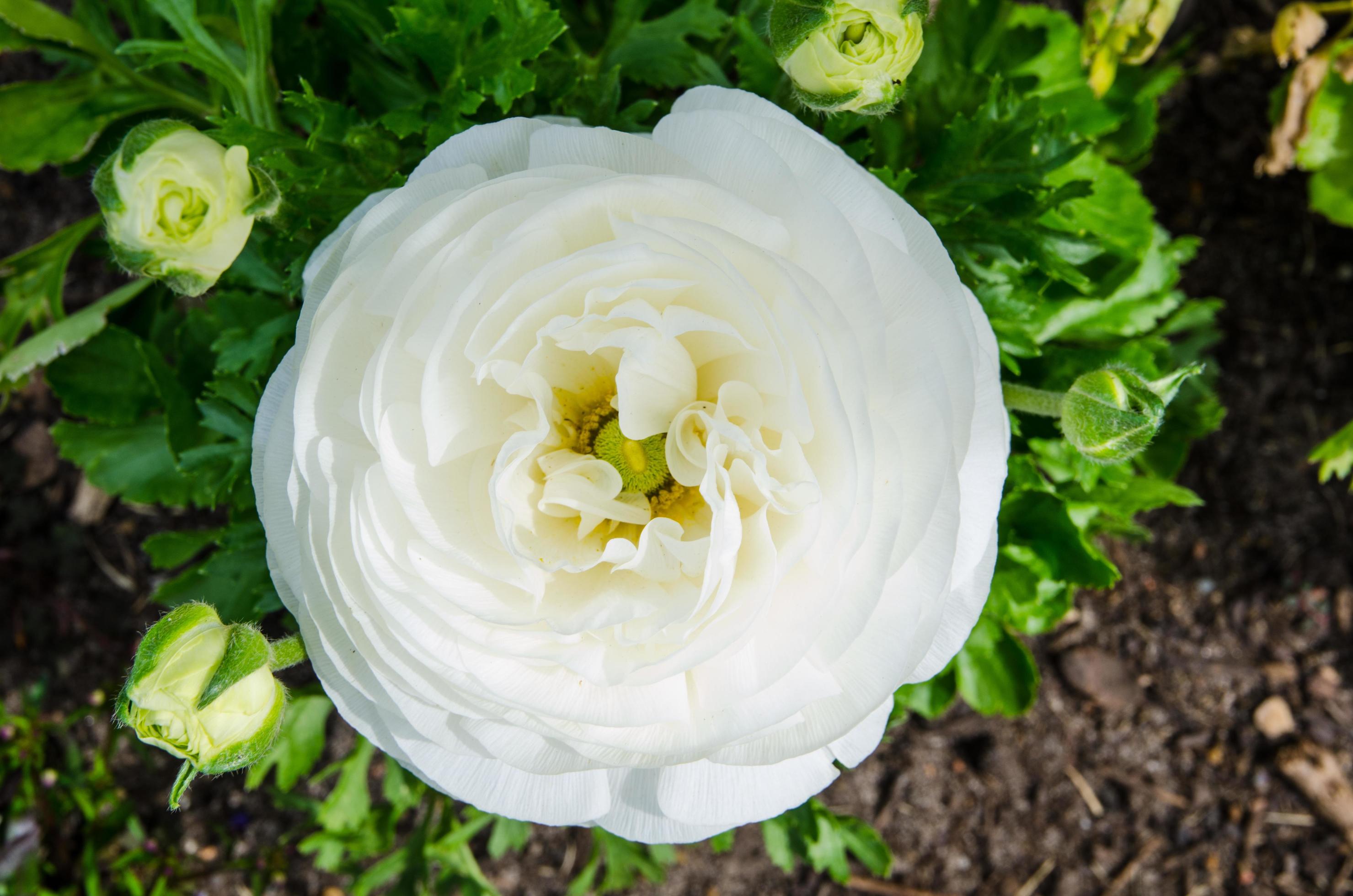 Lovely white beautiful rose flower with green leaves in the garden. Stock Free