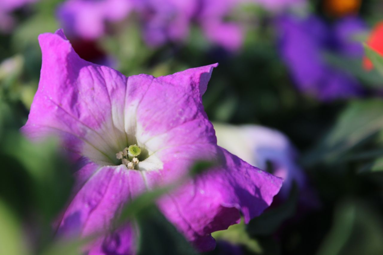 Bright Purple Flower Stock Free