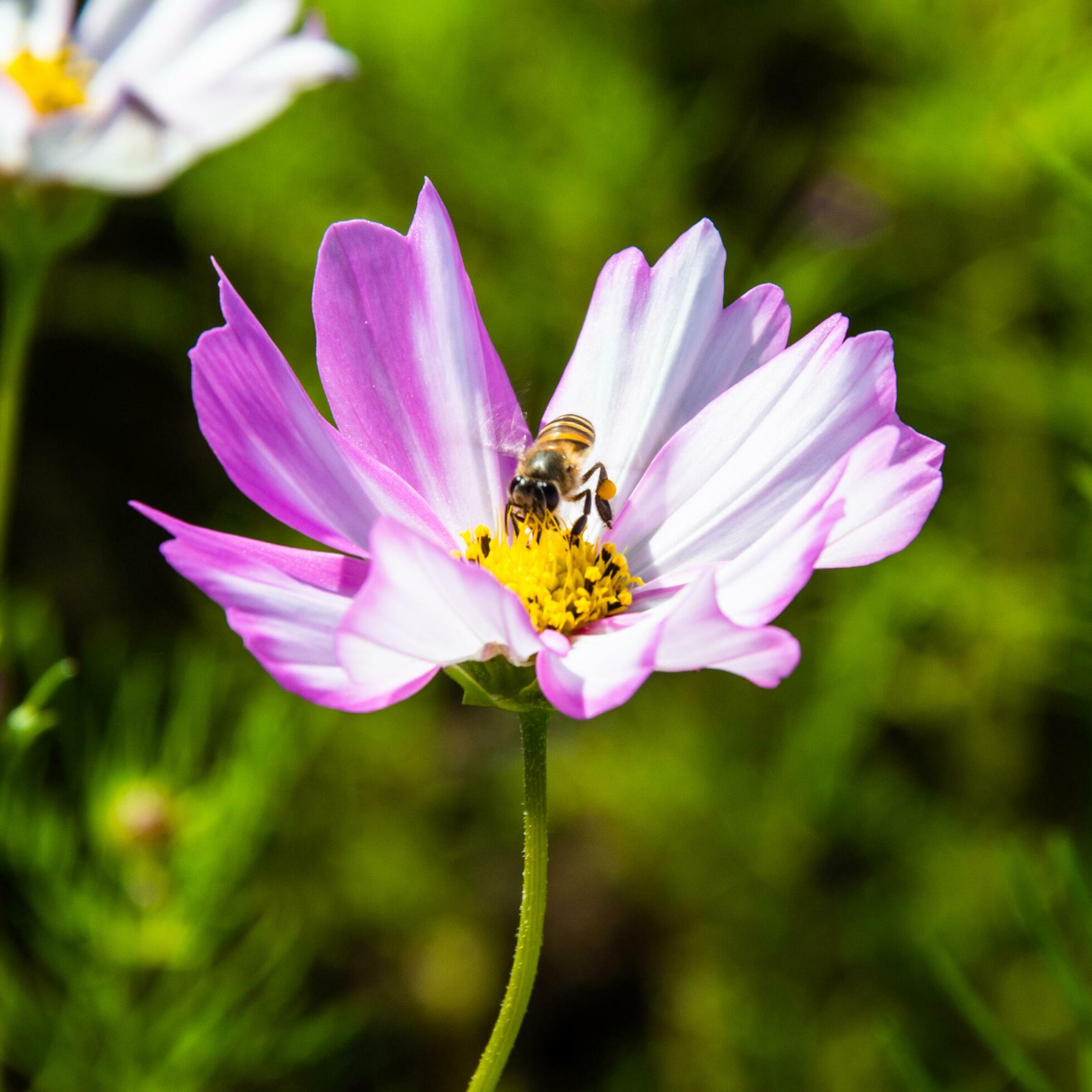 Pink cosmos flowers blooming outdoors. A little bee sits on yellow pollen. Sunny afternoon in a botanical garden. Stock Free