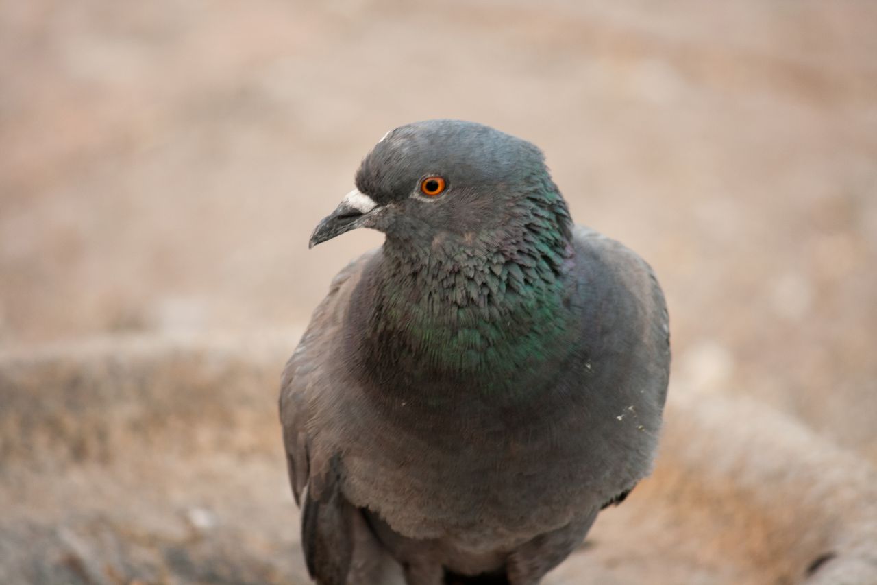 Pigeon Bird Closeup Stock Free