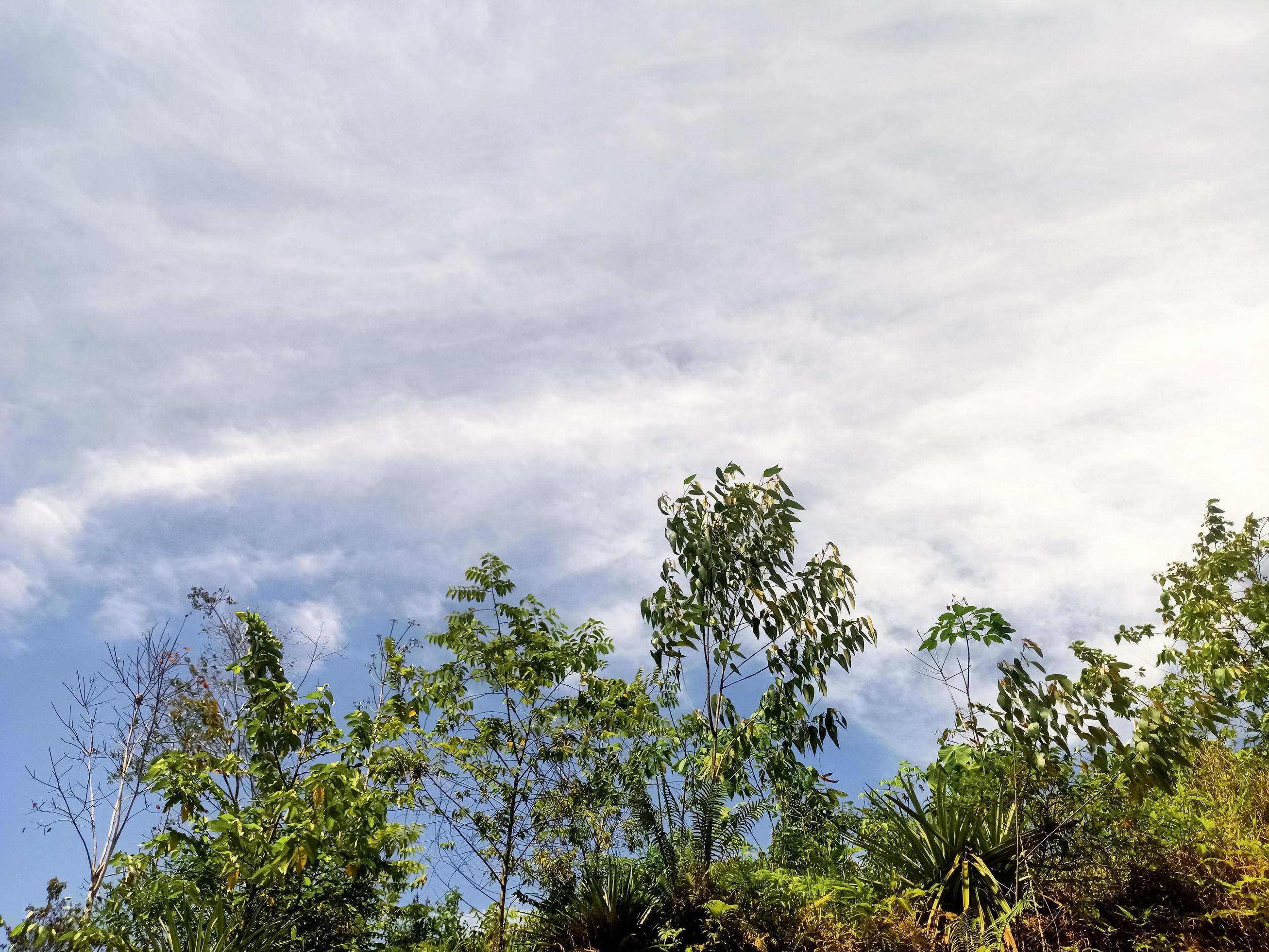 beautiful view clear blue sky and lots of natural green trees Stock Free