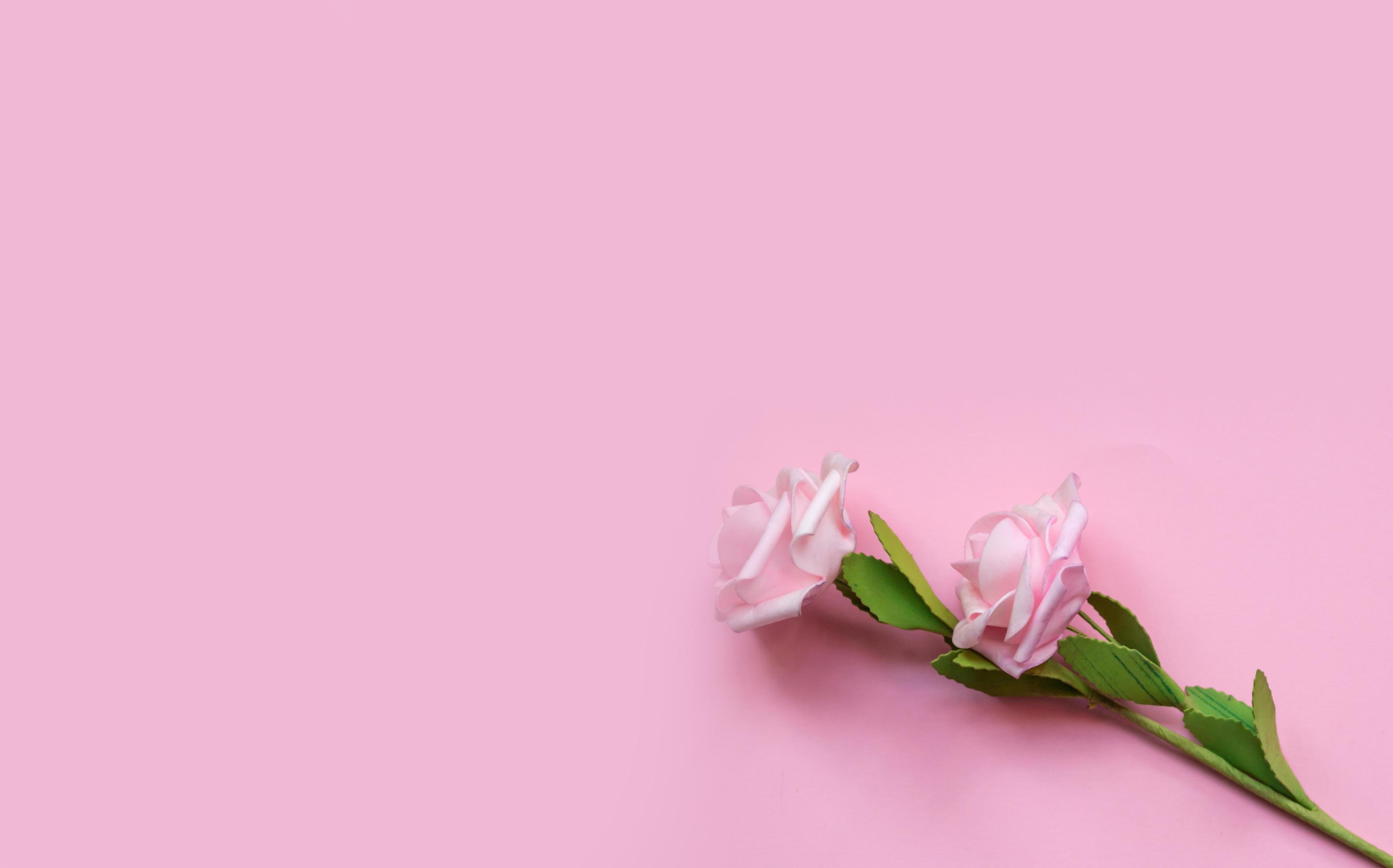 tulip pink flower on pink background. Flat lay, top view with copy space Stock Free