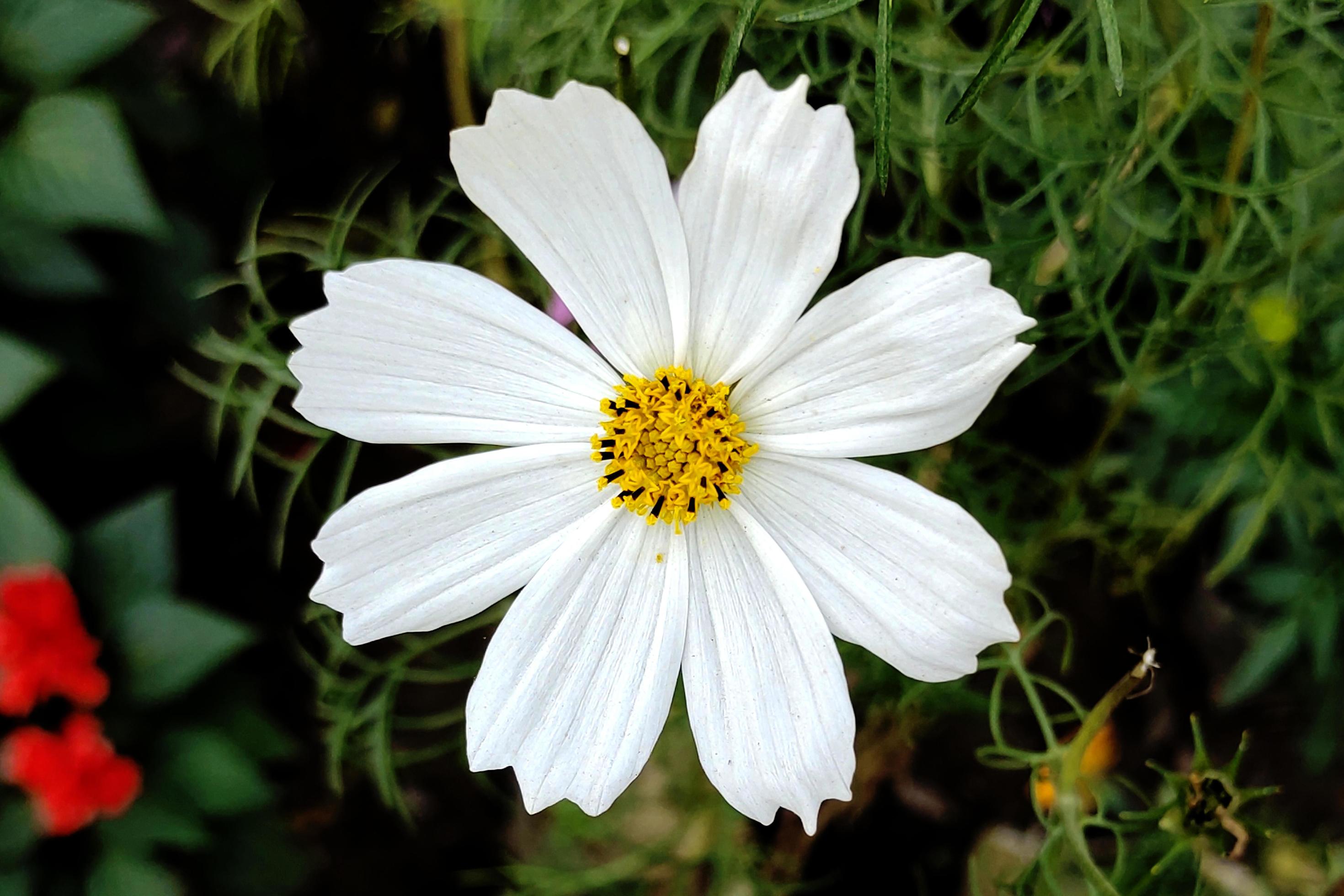 Garden Cosmos Flower Beautiful Photo Stock Free