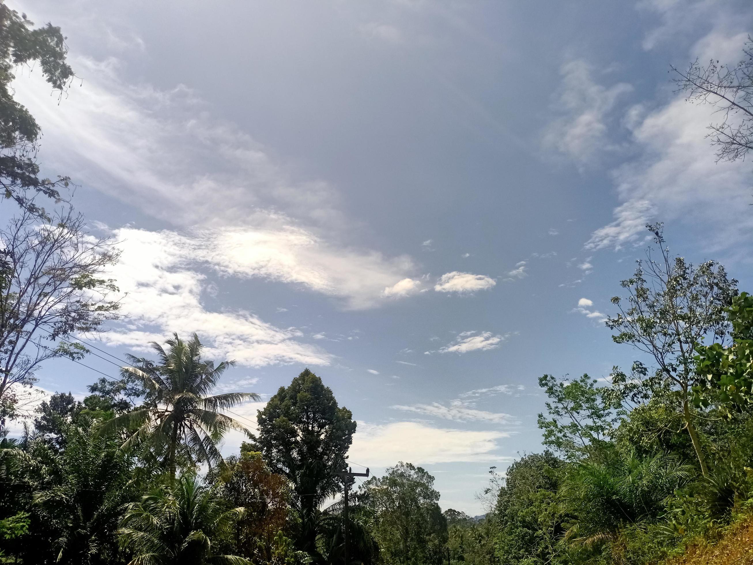 beautiful view clear blue sky and lots of natural green trees Stock Free