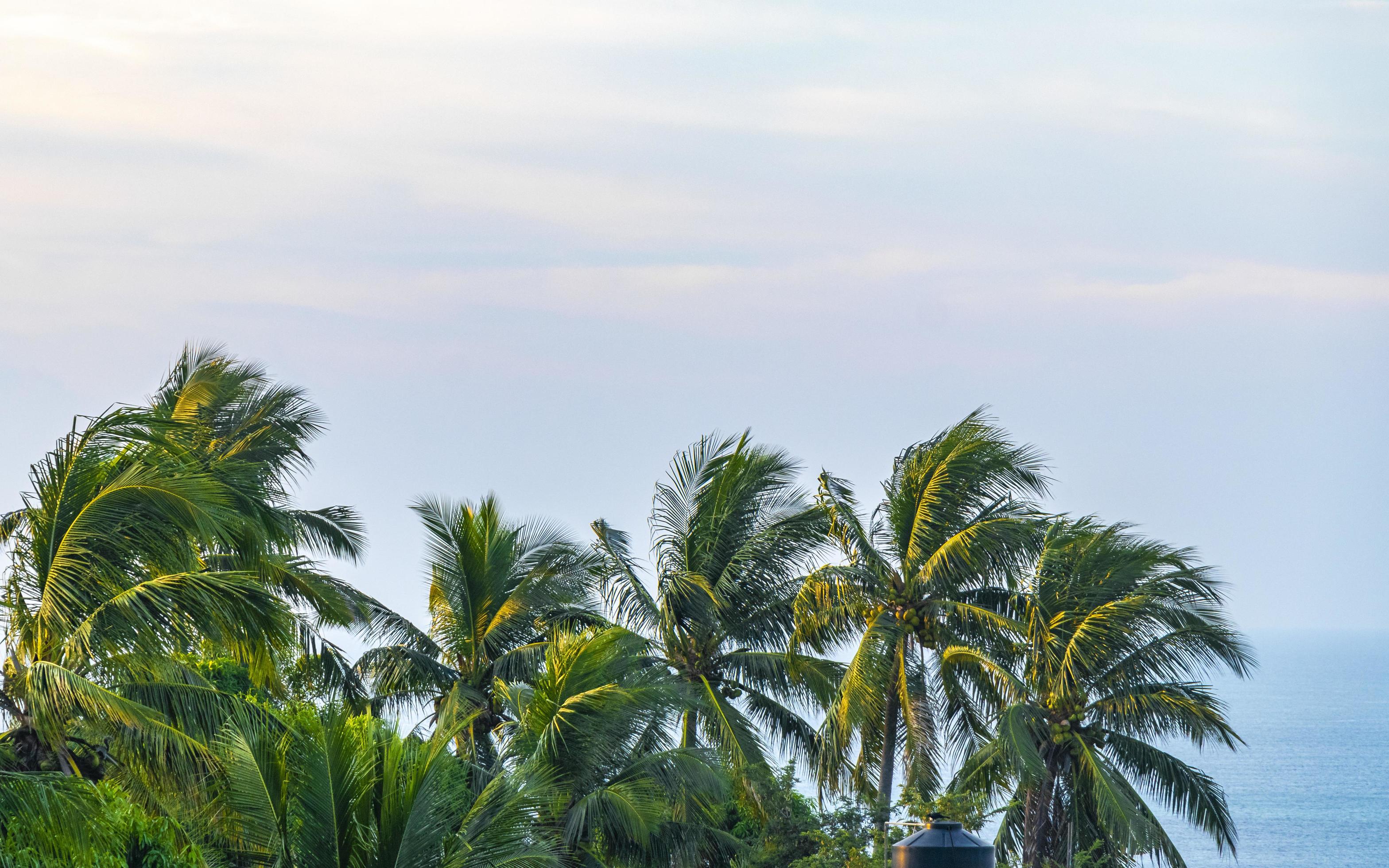 Tropical natural palm tree coconuts blue sky in Mexico. Stock Free