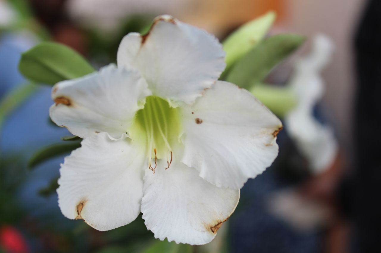 White Flower Closeup Stock Free