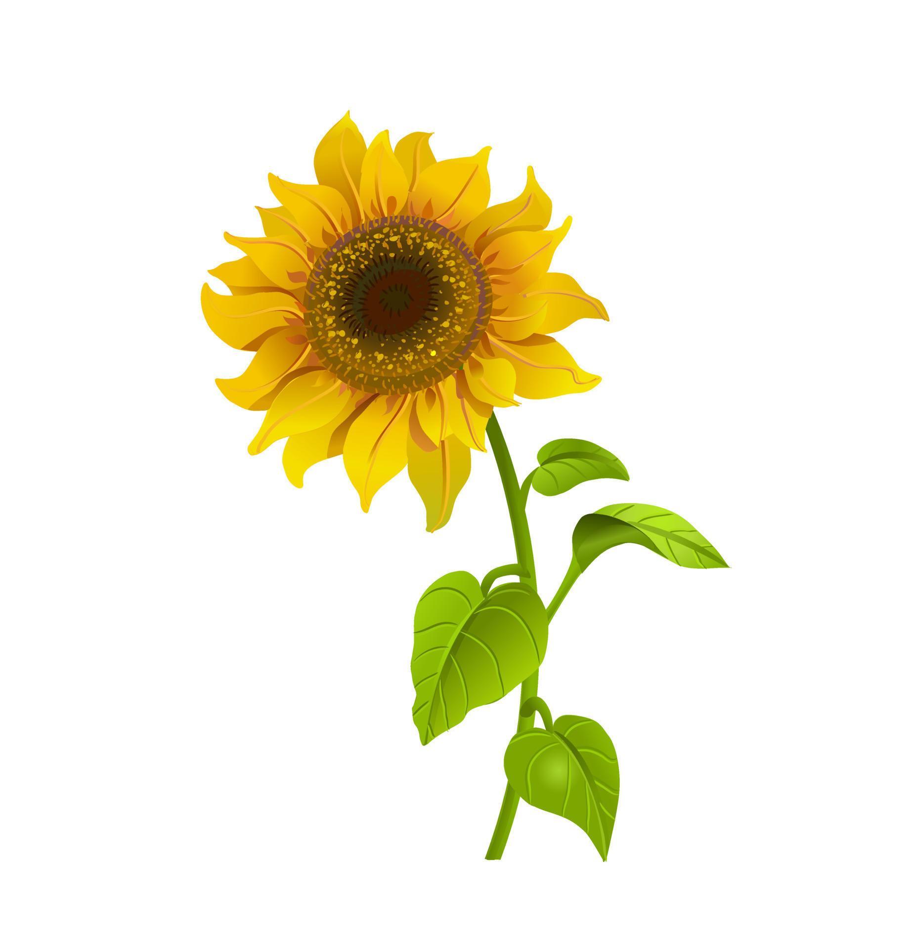 Realistic sunflower flower. Vector illustration isolated on white background Stock Free and Free SVG