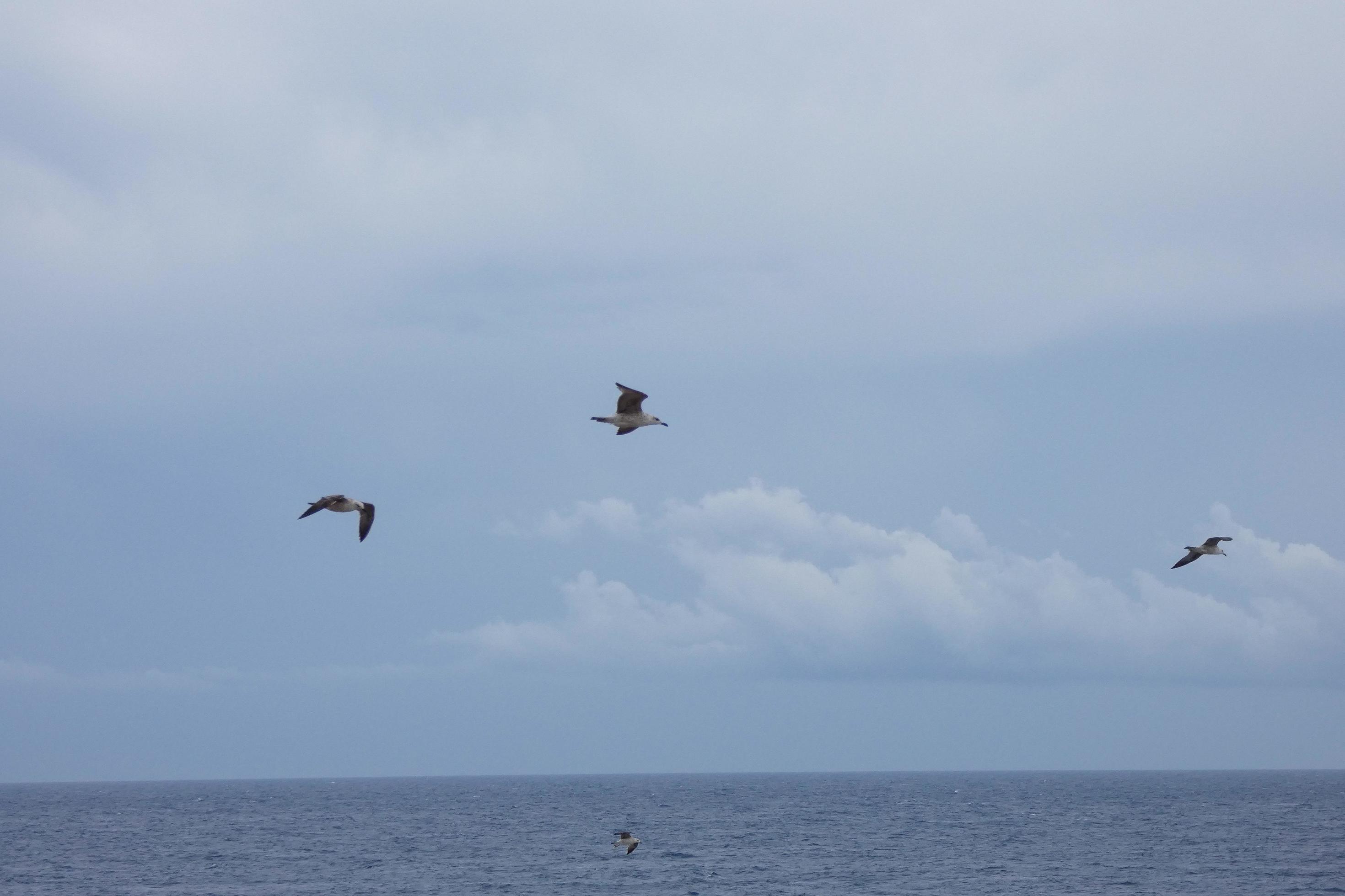 Wild seagulls in nature along the cliffs of the Catalan Costa Brava, Mediterranean, Spain. Stock Free