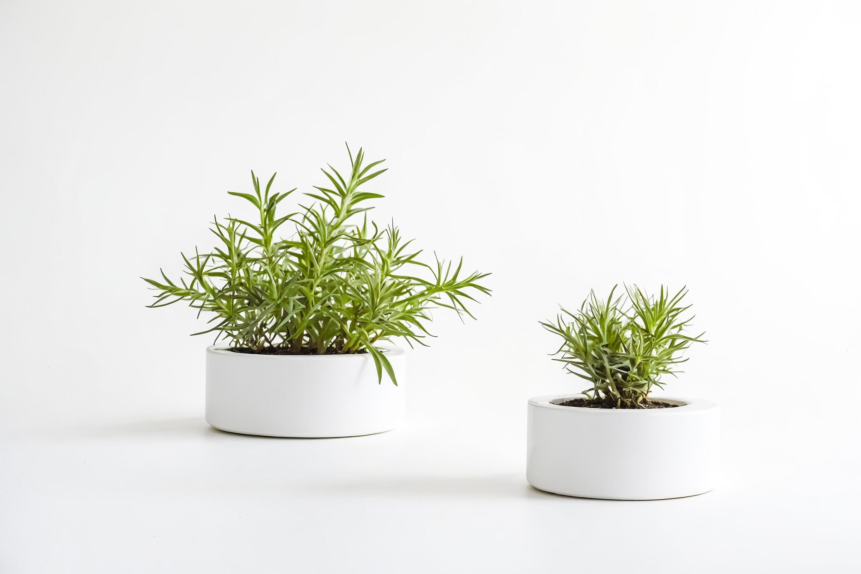 Two Green Plants in White Pots on White Background Stock Free