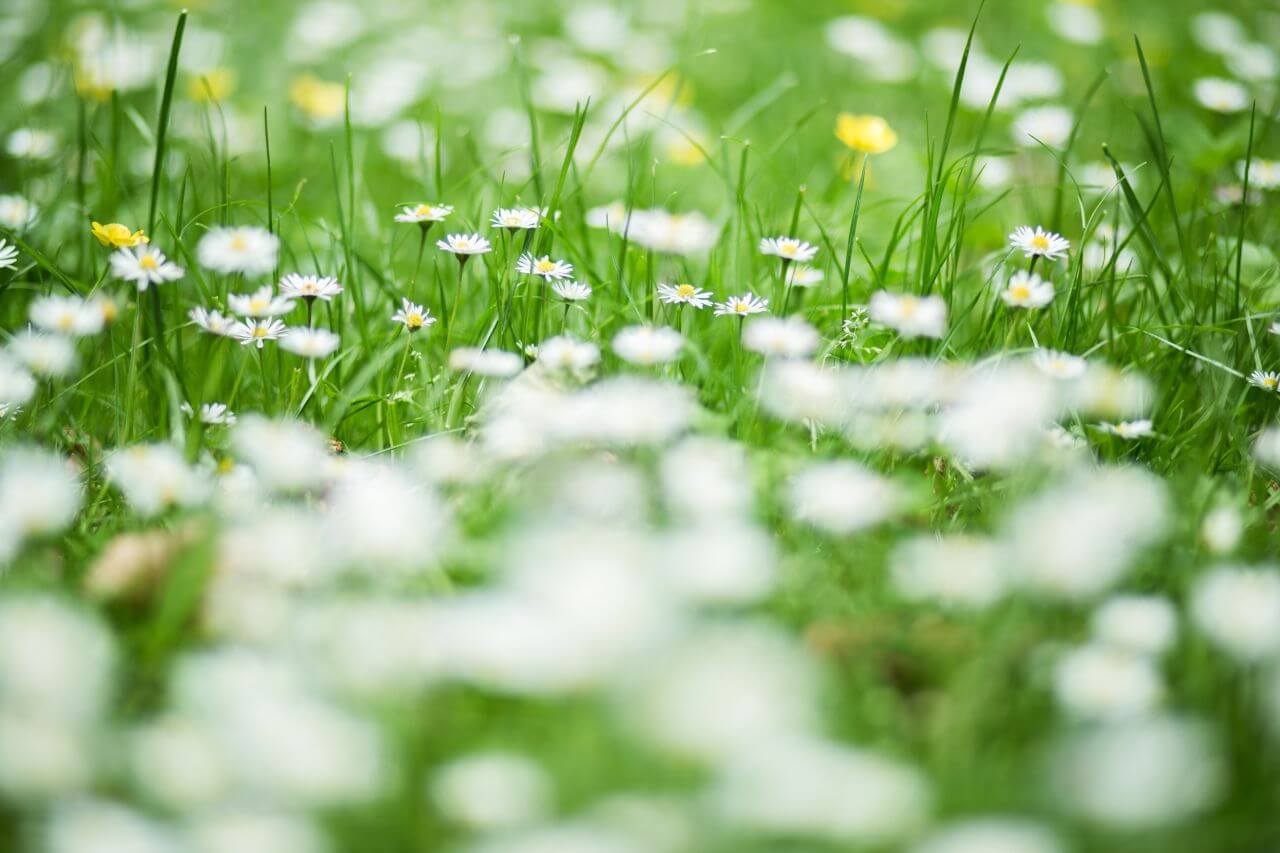 Grass and Daisies at the Park Stock Free