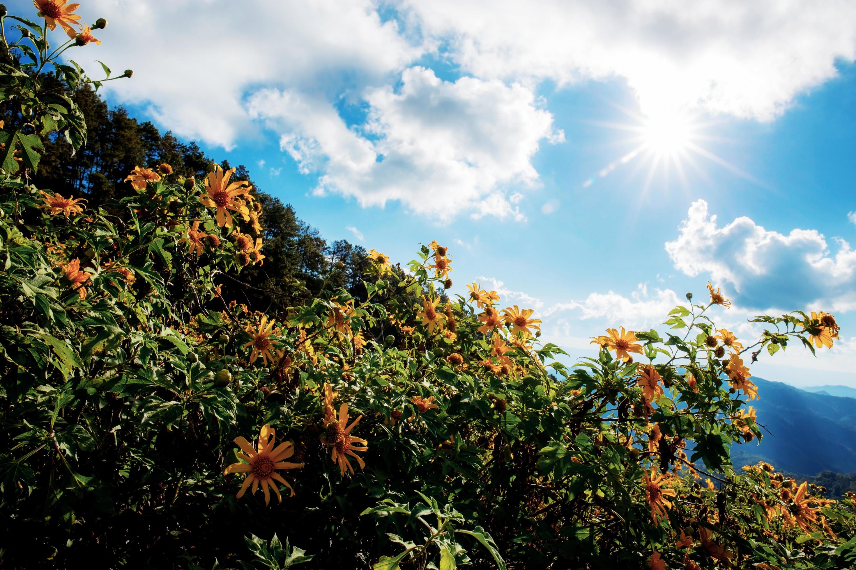 Bua tong flower on hill. Stock Free