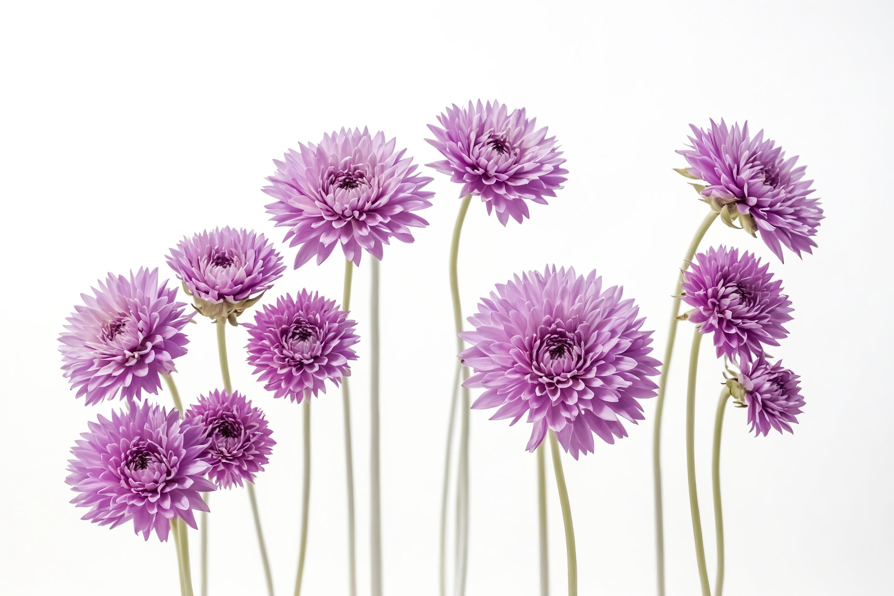 Purple Flowers on White Background Stock Free