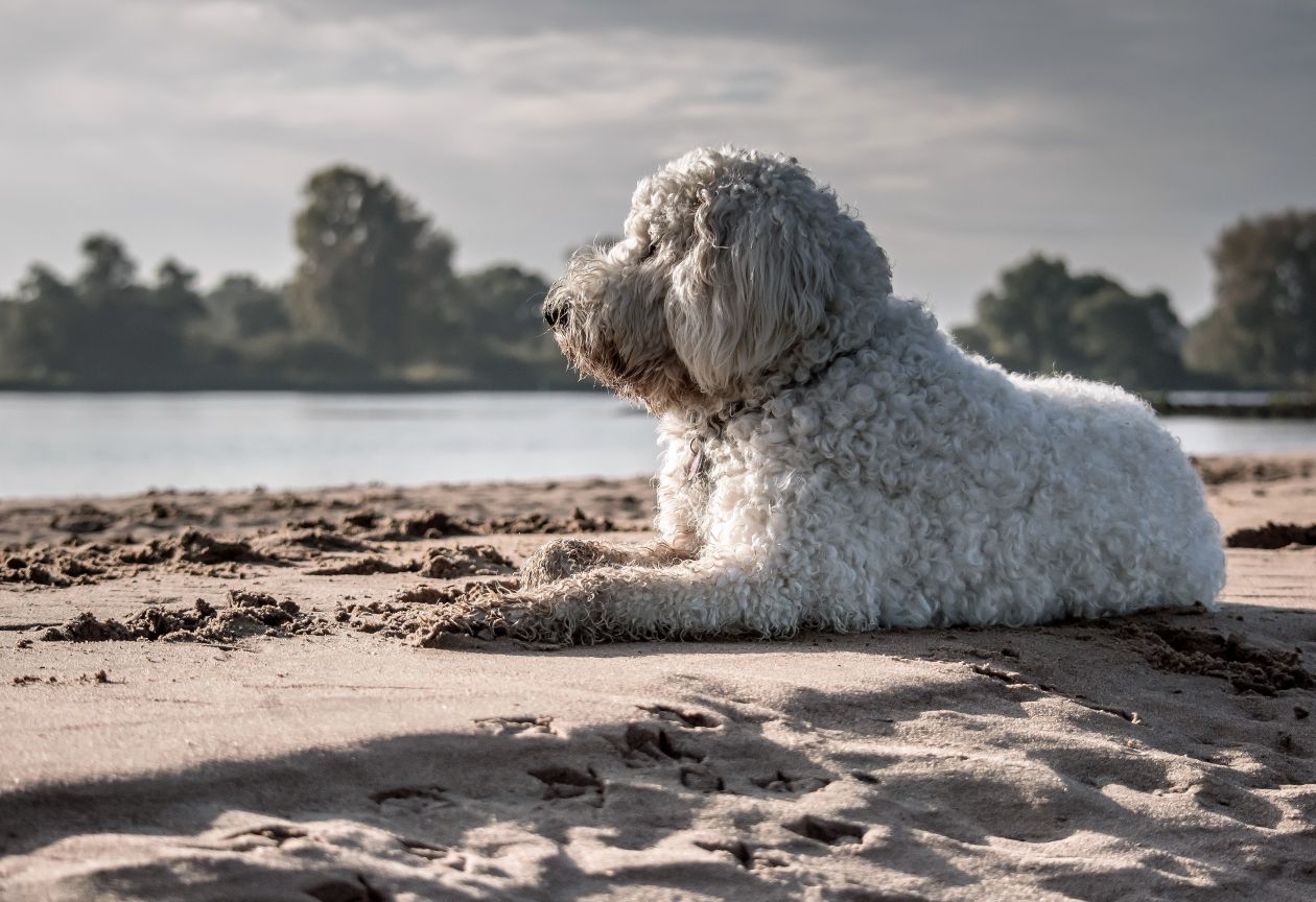 Animal portrait Stock Free