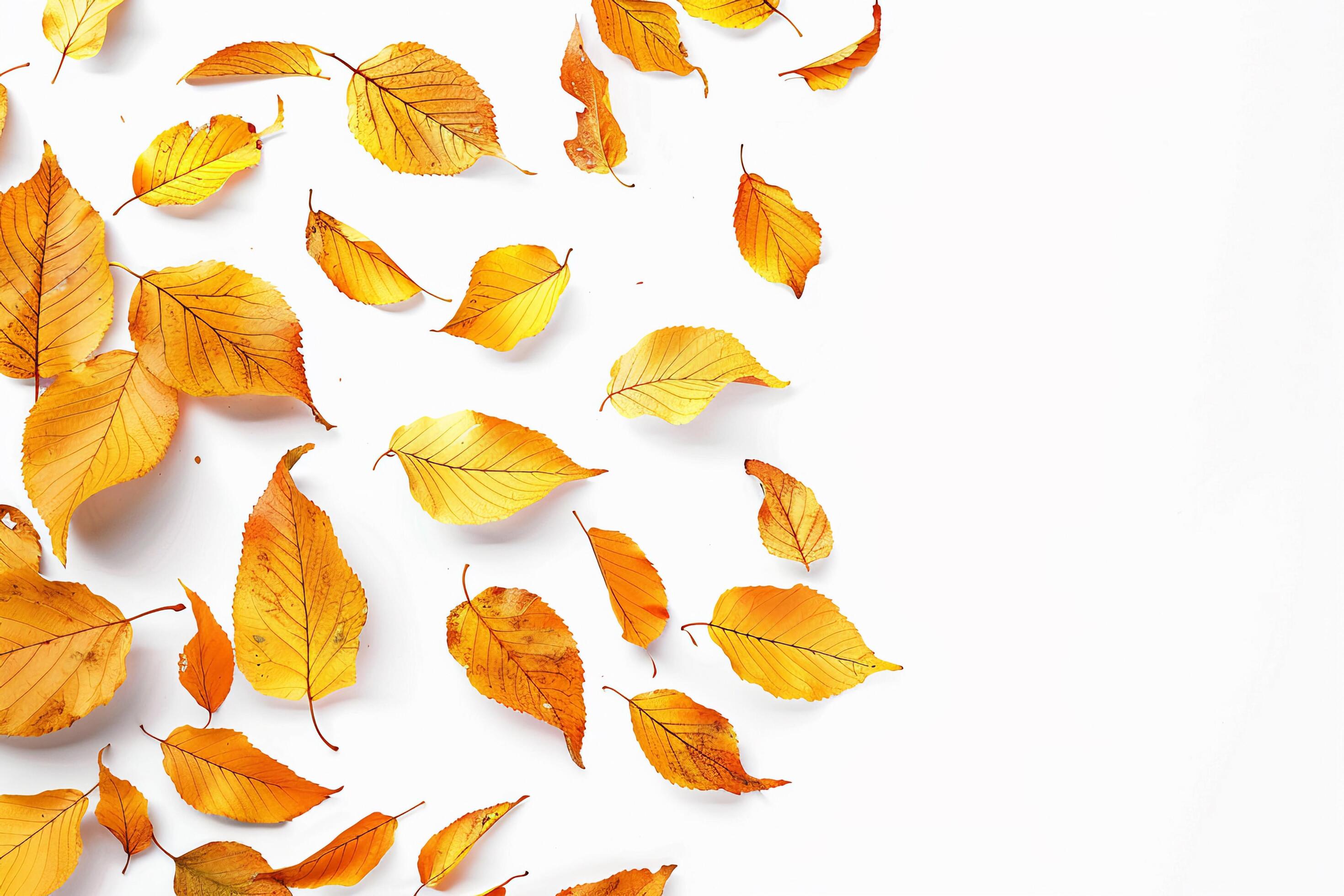 Scattered Autumn Leaves on White Background. Stock Free