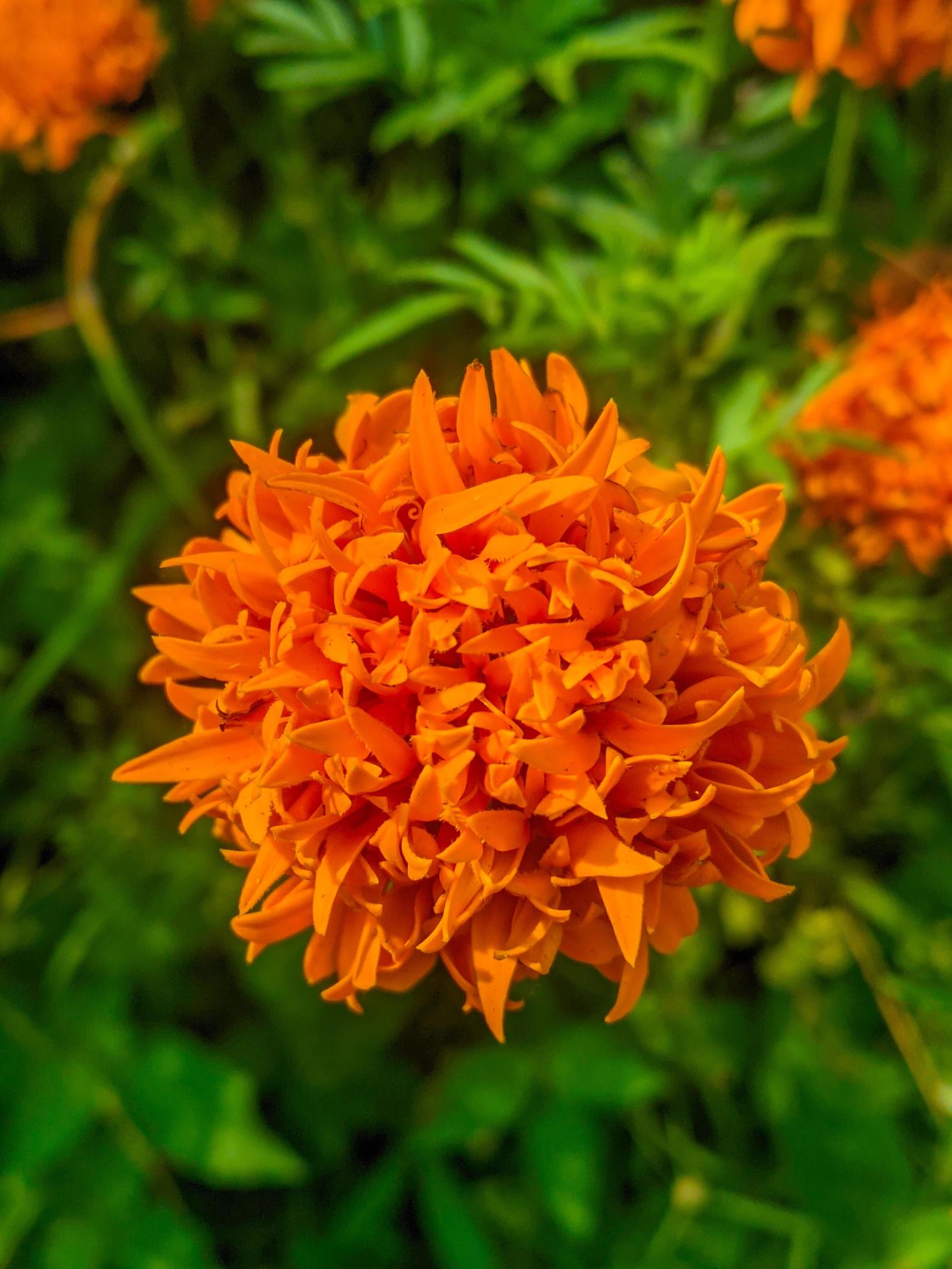 Orange marigold flowers. This flower has the meaning of beauty, wealth, fame, and warmth Stock Free