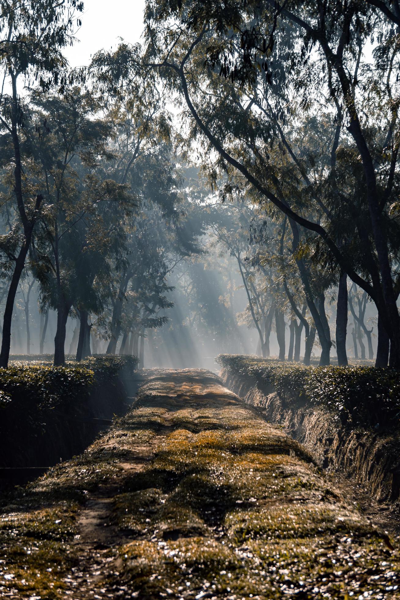 The sunrise as it rises in the foggy morning of winter at tea garden Stock Free